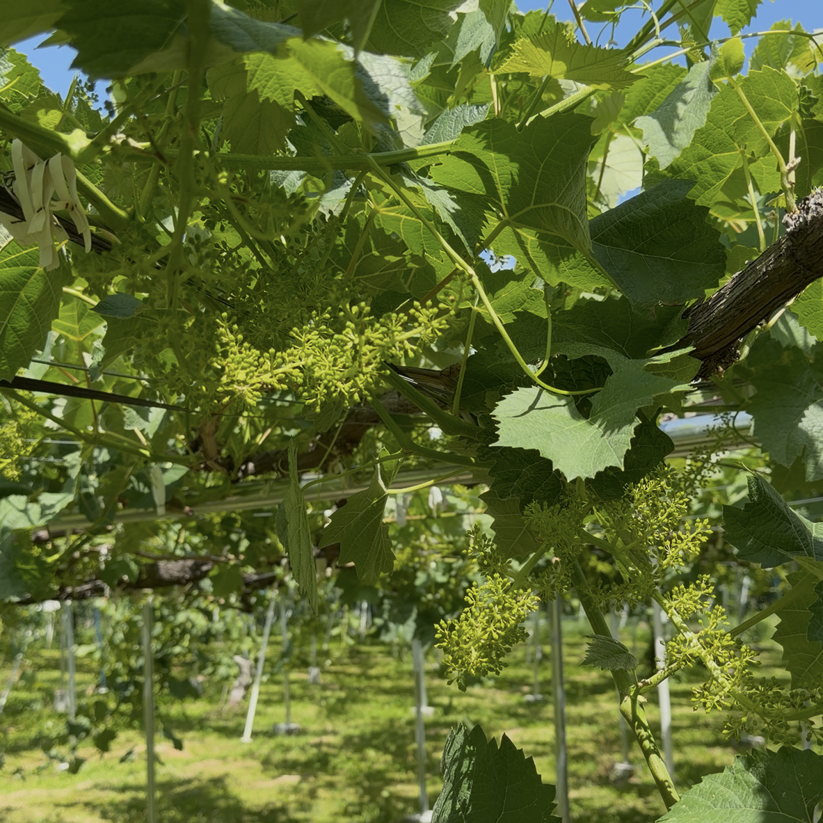 【2026年シーズン始動】今年もスタートしました🍇
