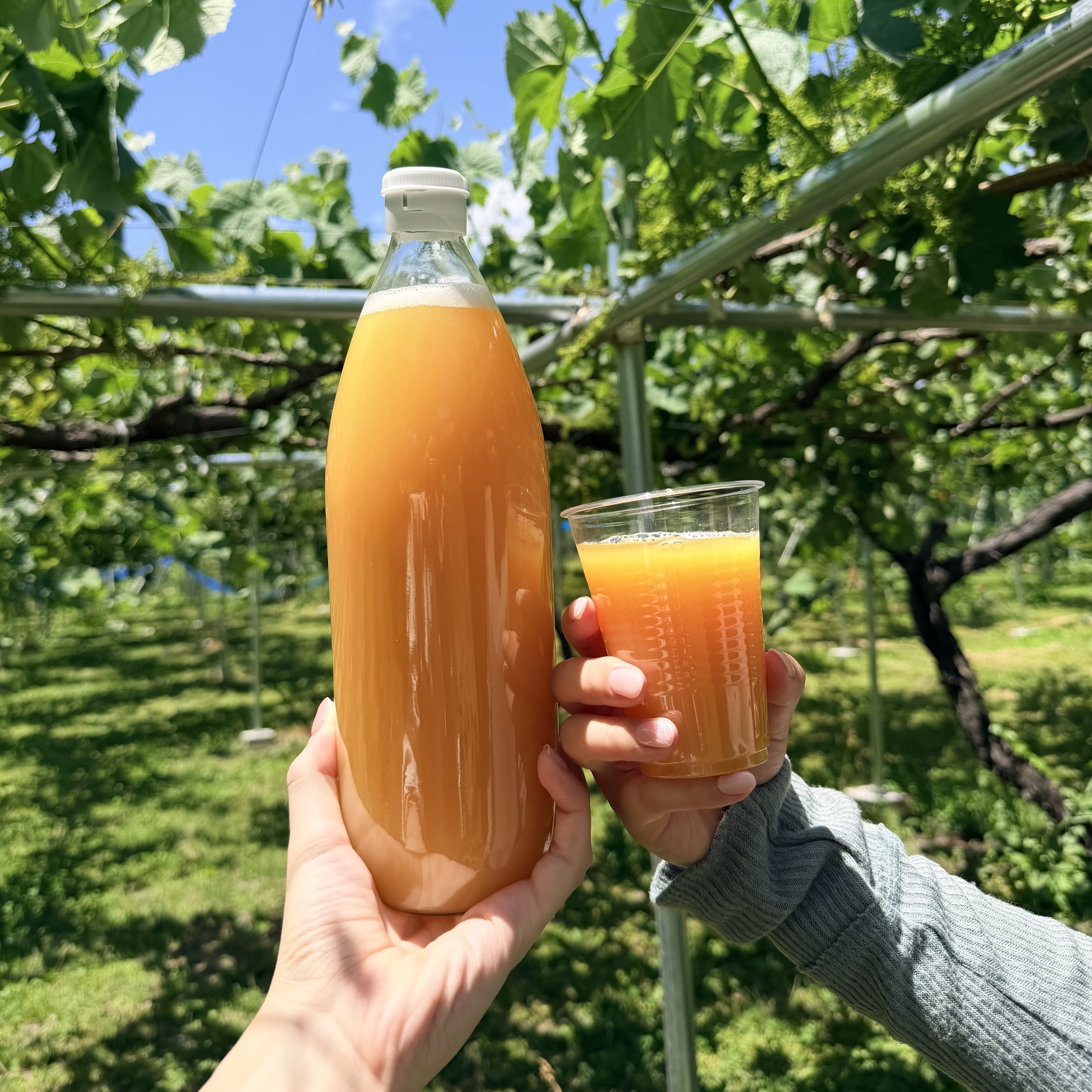 【予約販売スタート】規格外りんごから生まれた、りんごジュース