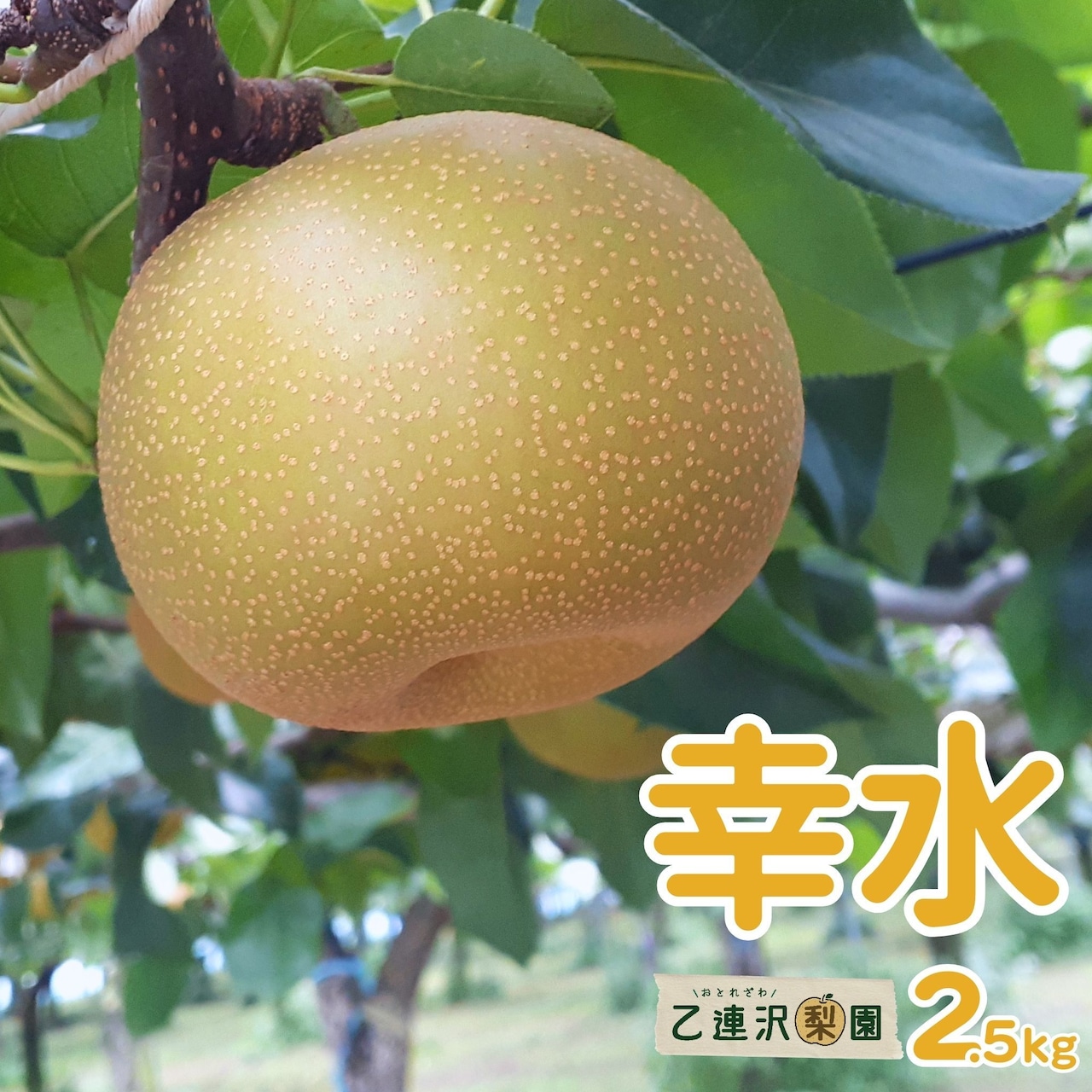 「幸水」注文受付を再開!