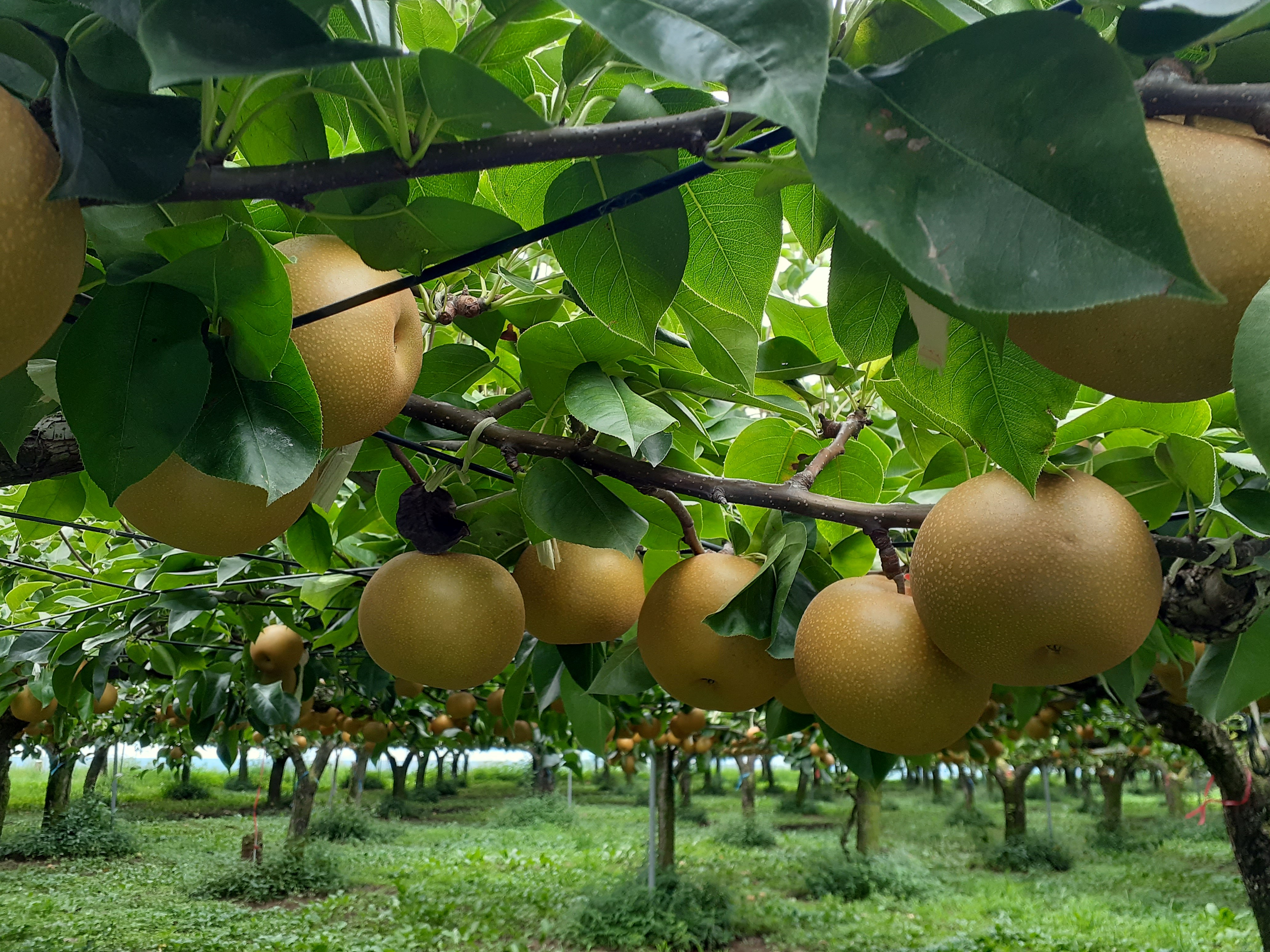 「あきづき」注文受付を9/10（水）から開始！