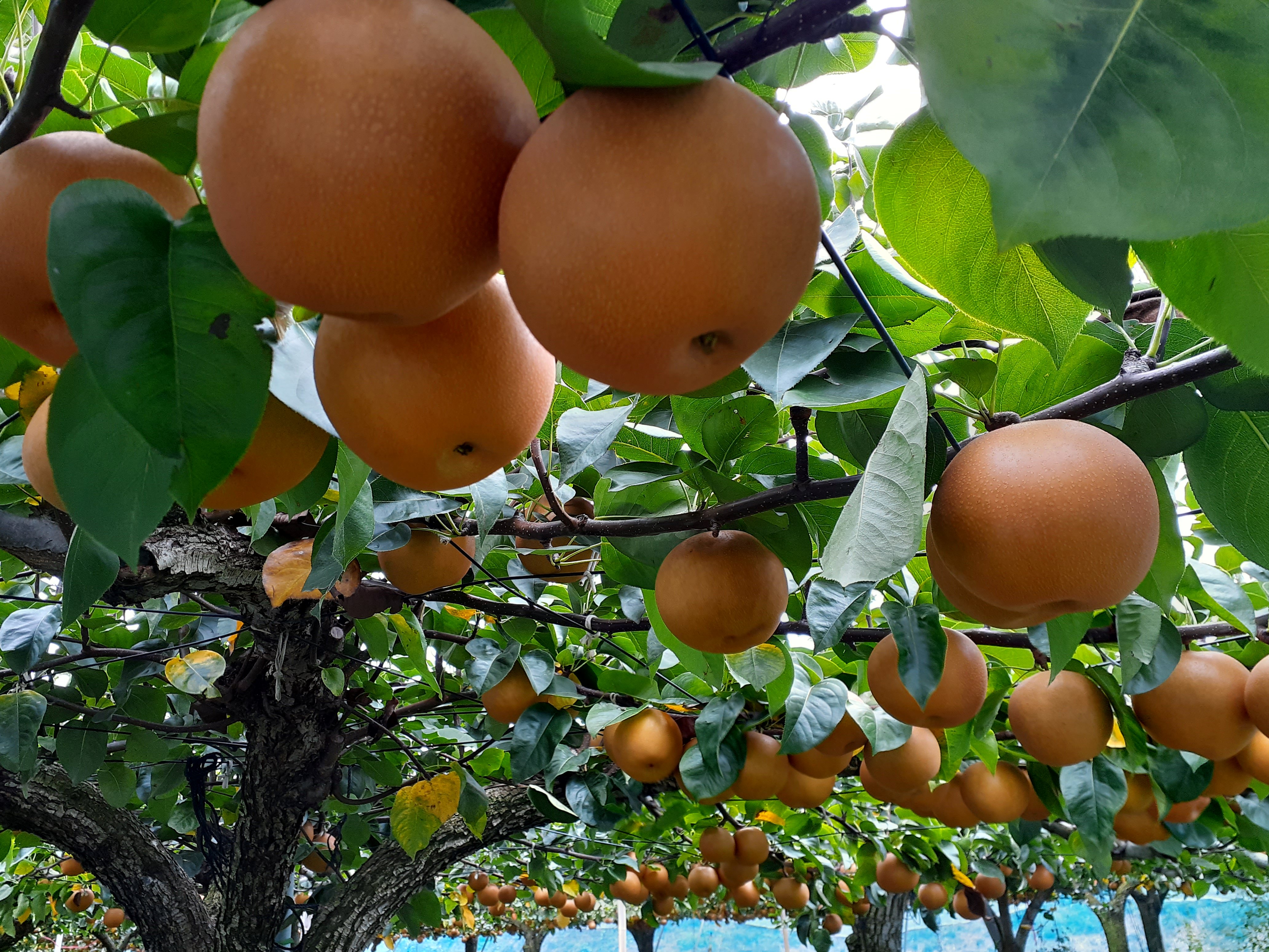 「にっこり」収穫が始まりました！