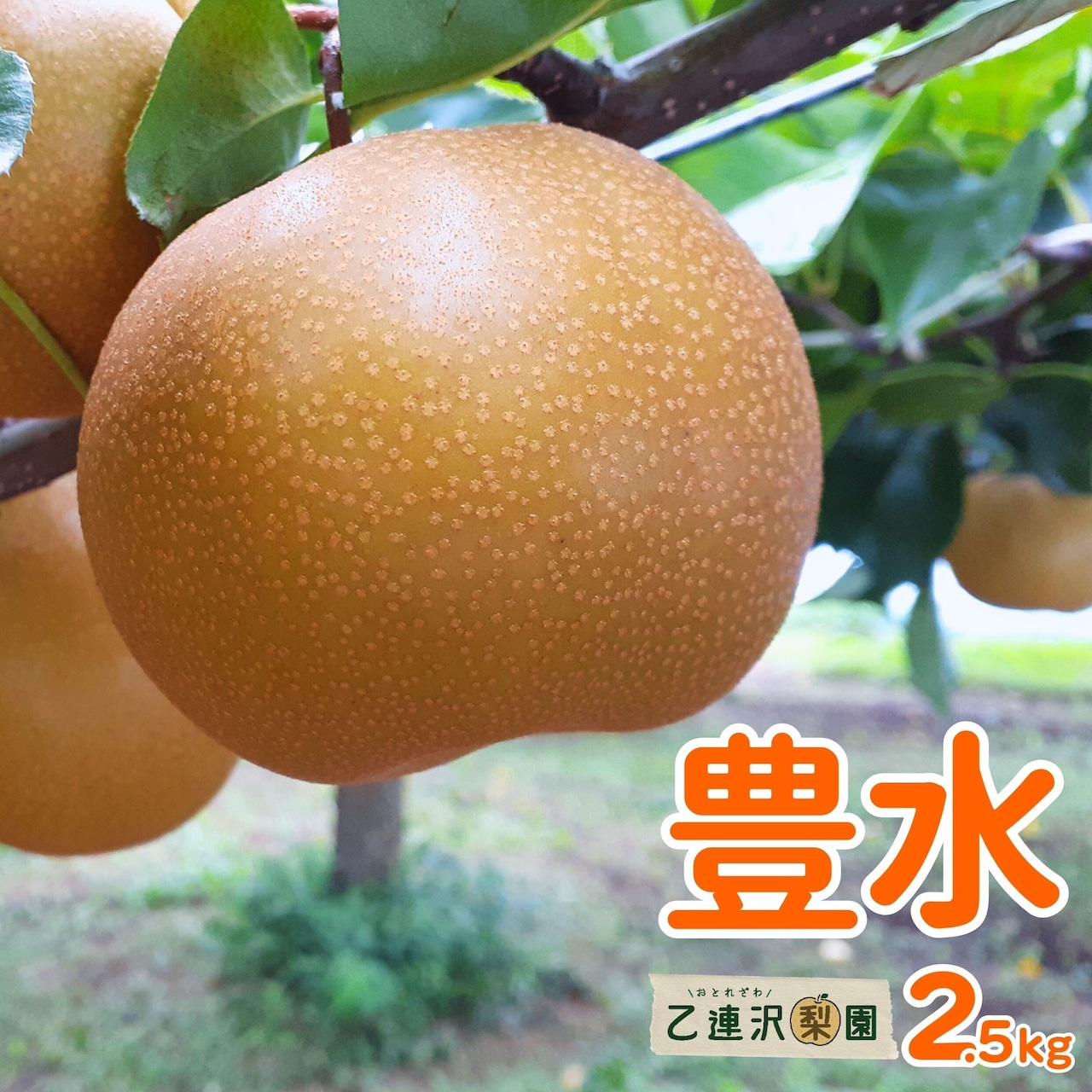 「豊水」注文受付を8/1(土)開始!