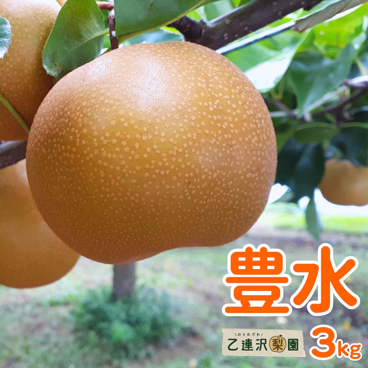 「豊水」発送がはじまりました！