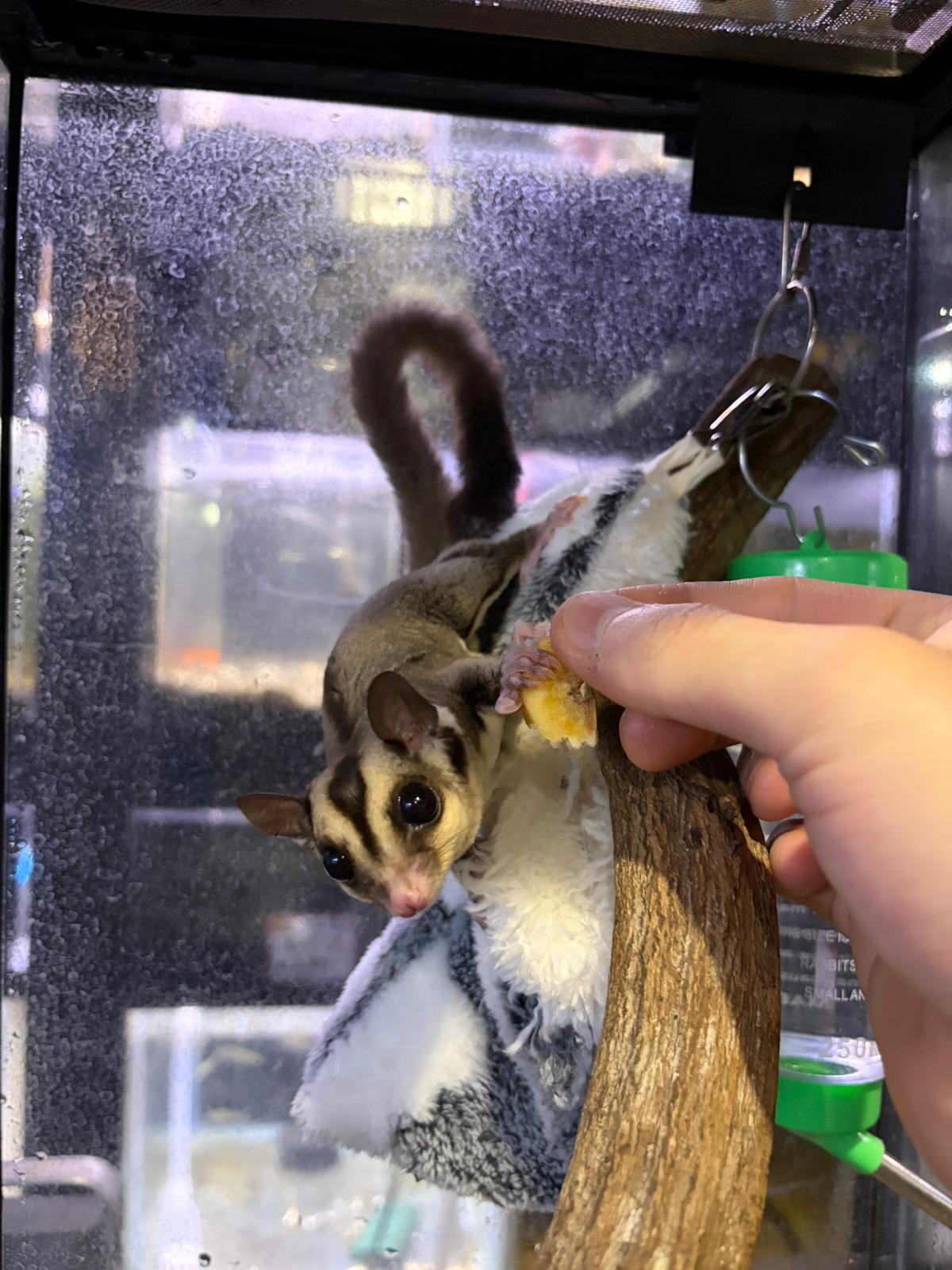 小動物・爬虫類入荷！！！　2026/6/15