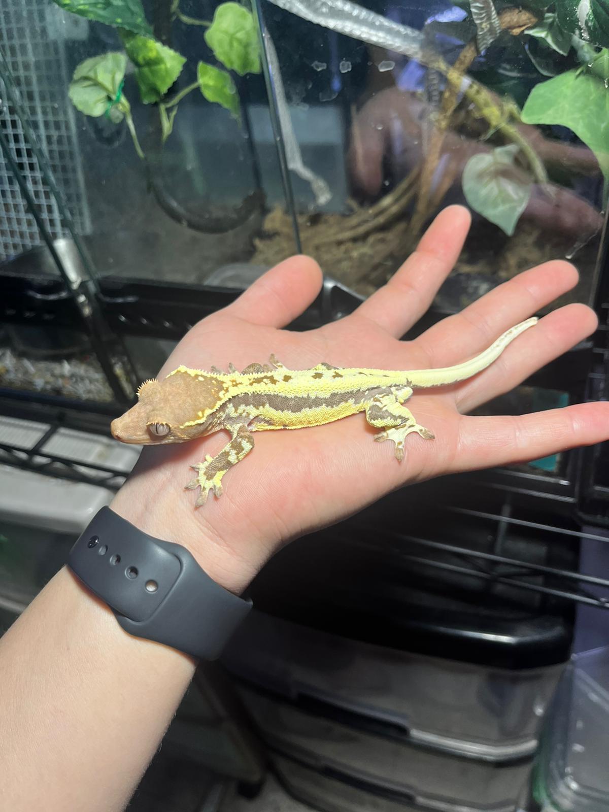 爬虫類新入荷！！