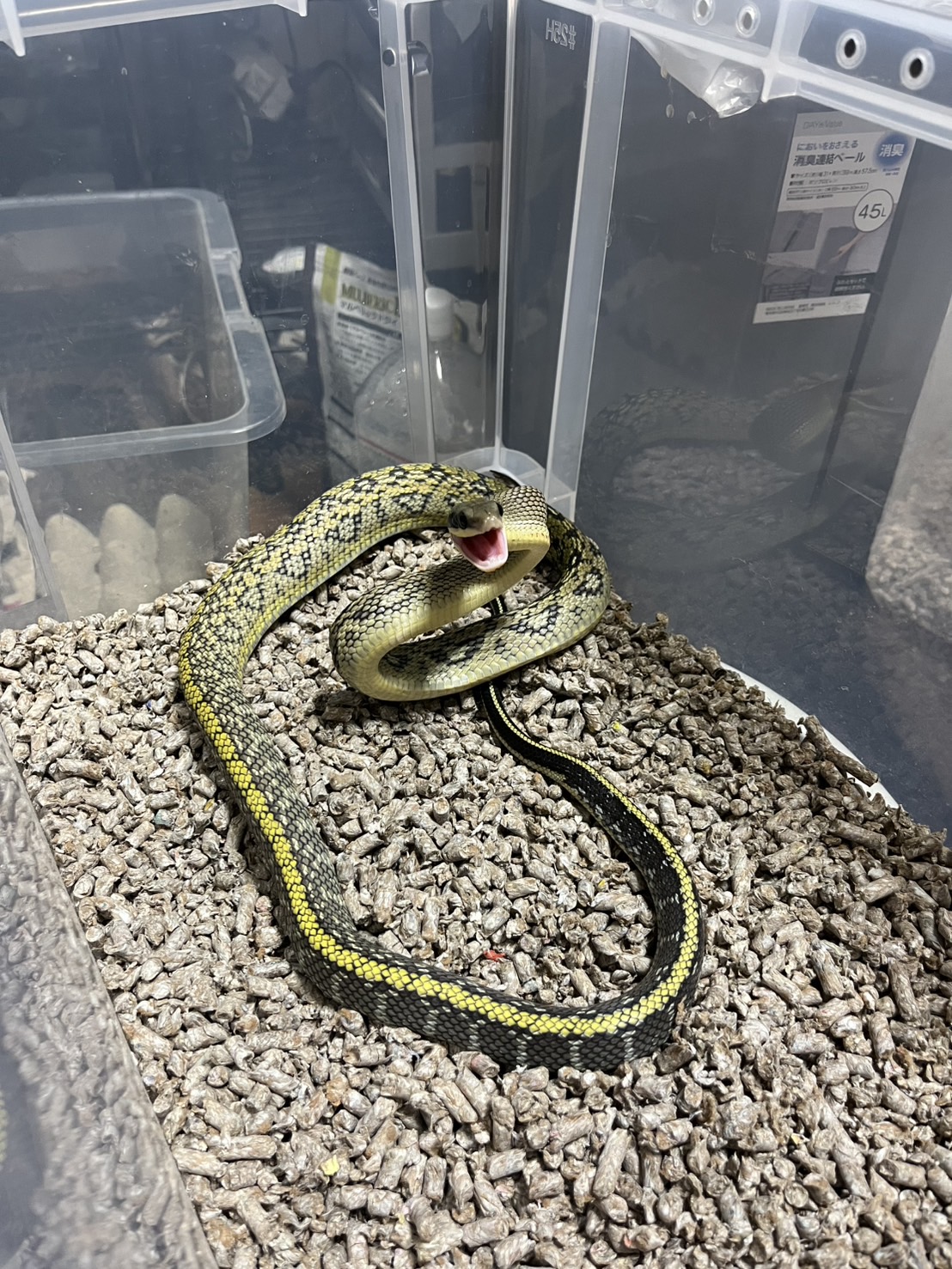 爬虫類・小動物取り扱い開始します！！！