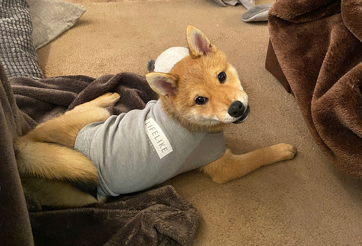 🐶暑い夏、犬の皮膚に気をつけたいこと