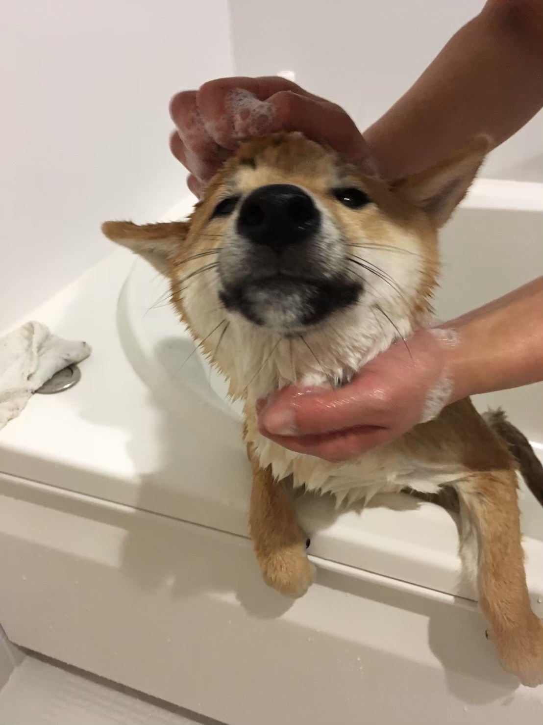 犬の皮膚と人の皮膚、なにが違う？