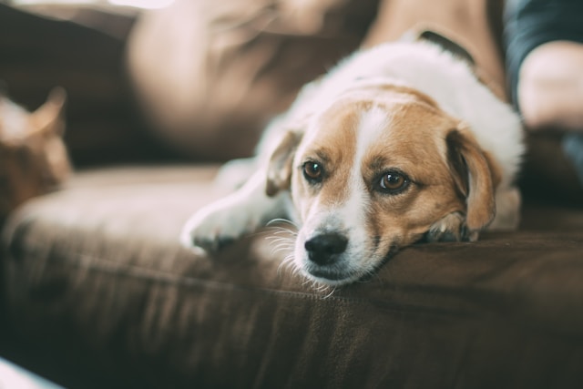犬の皮膚と被毛の基本｜人よりデリケートな「犬の肌」