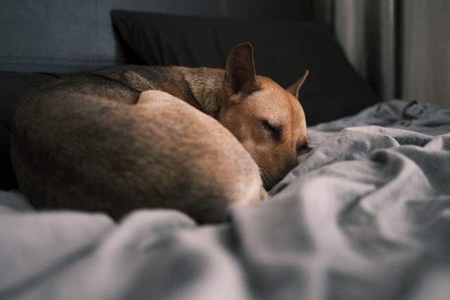 犬も冷える？シニア犬や短毛の子にやさしい工夫