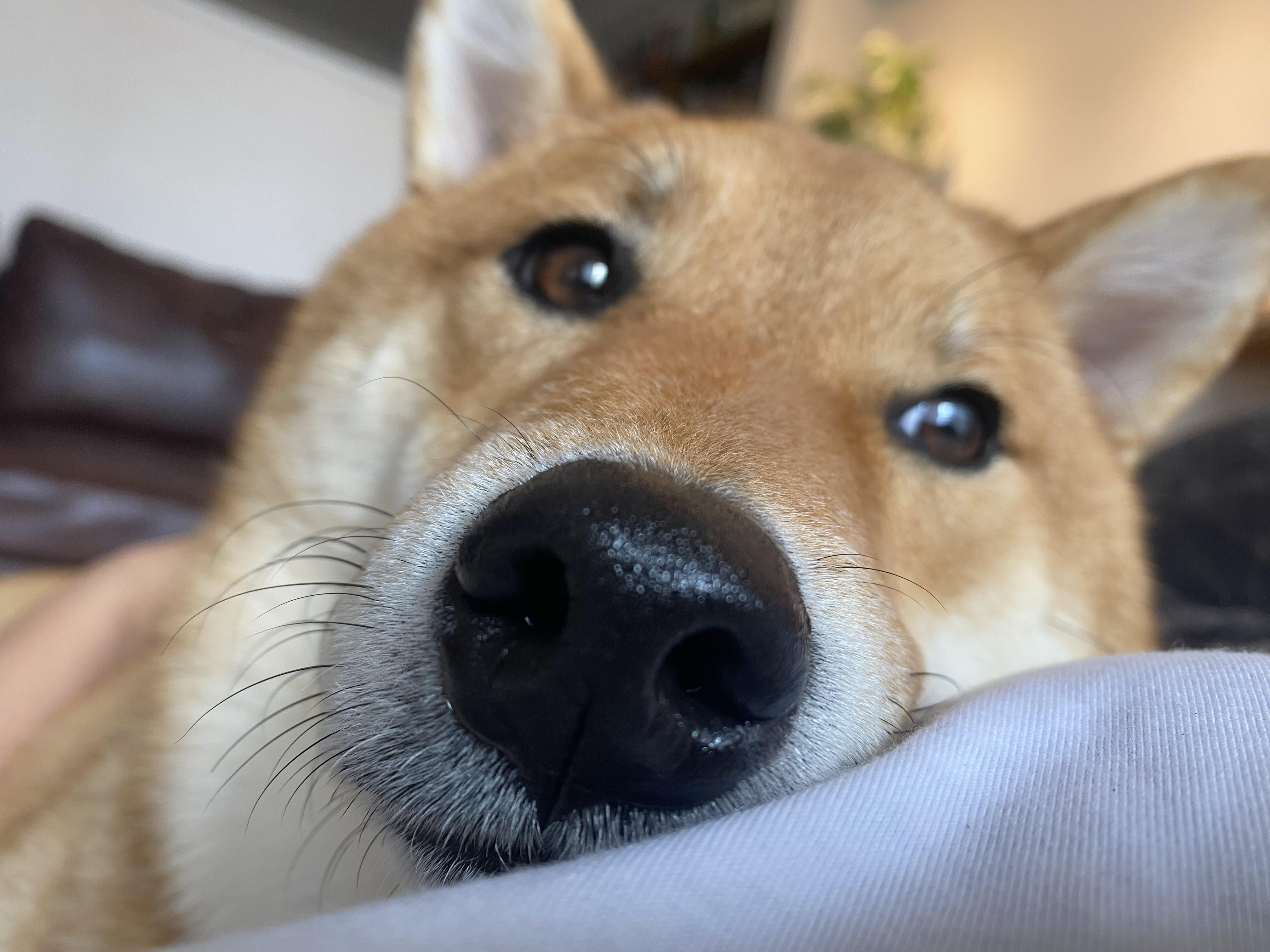 犬の皮膚トラブル、「おうちケア」と「病院に行くタイミング」