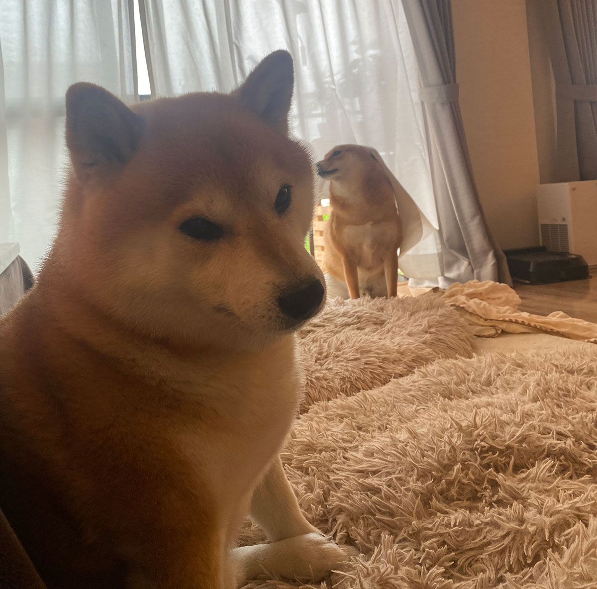「犬の石鹸って必要？」と思ったあなたへ。