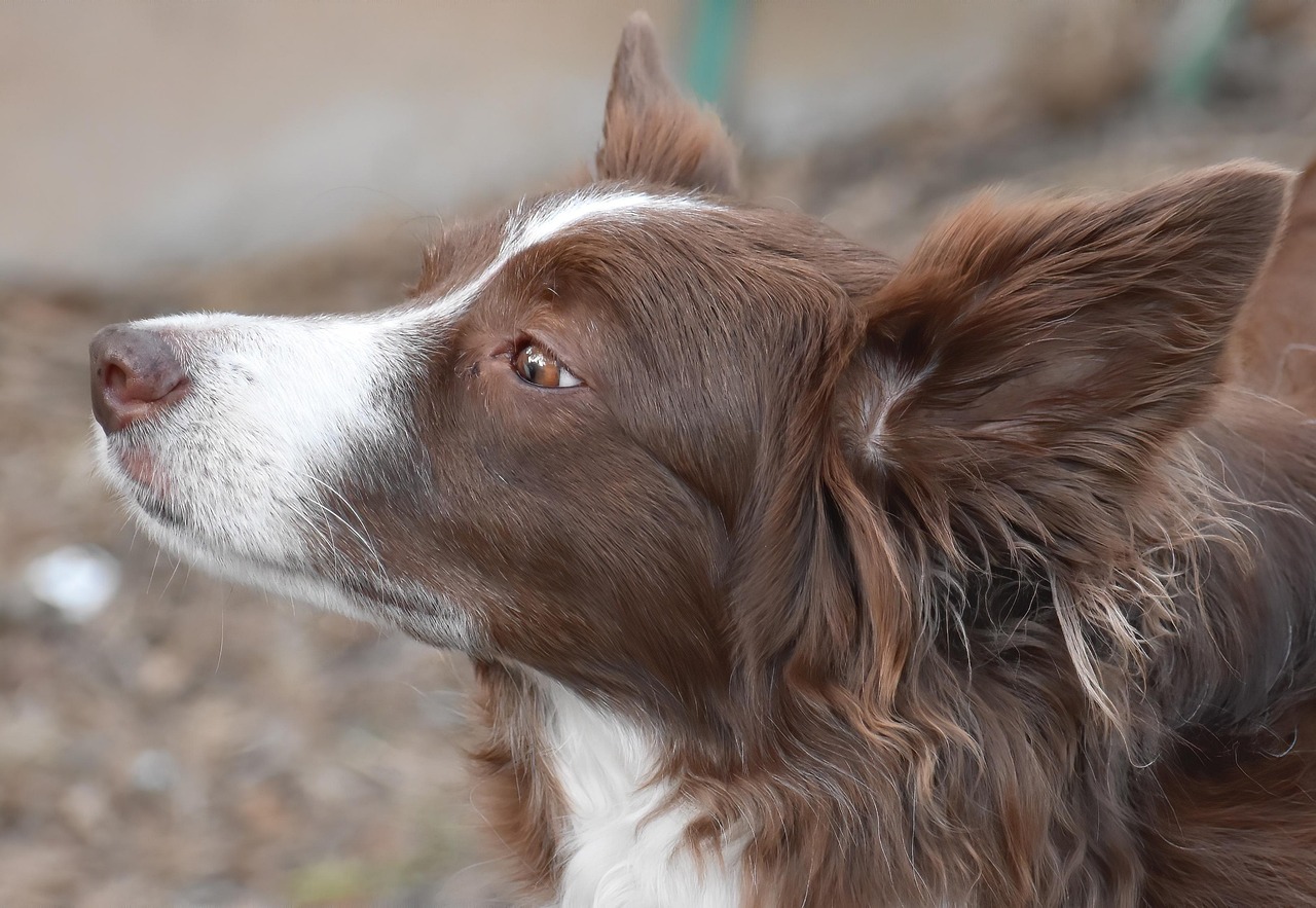 犬の皮膚と石鹸のこと～pHについて～