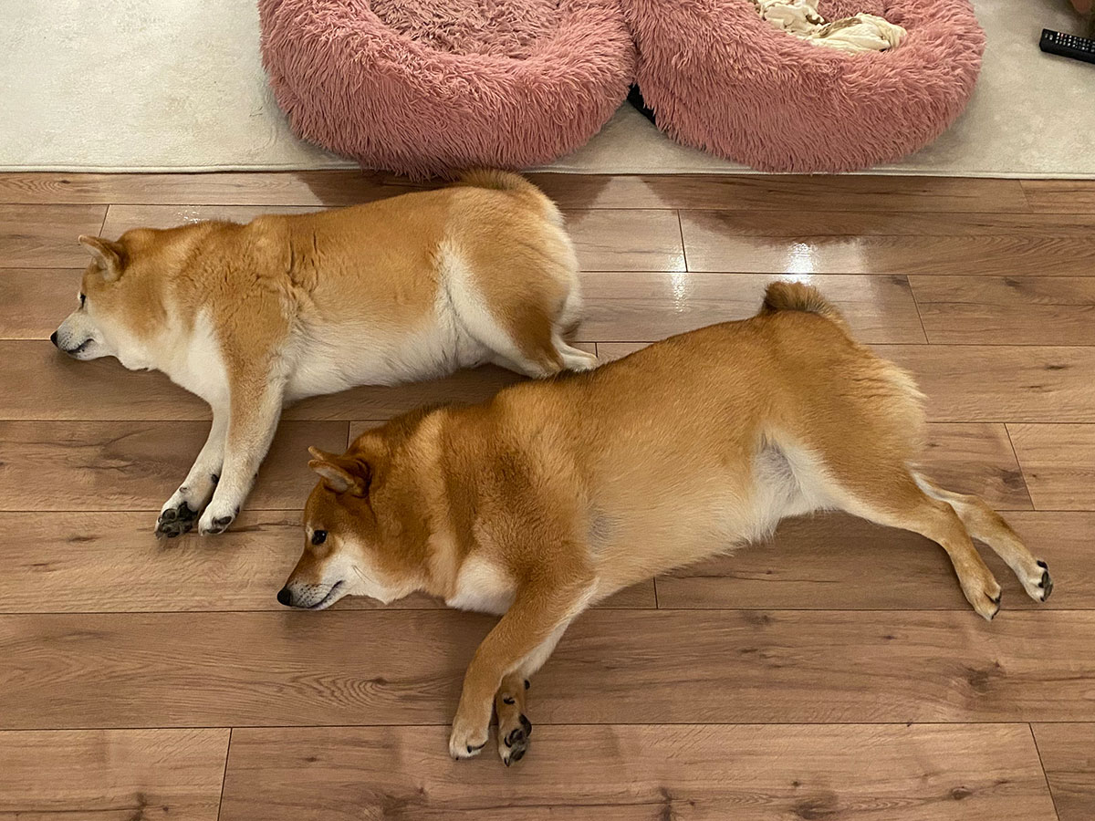 小さな石鹸からつながる支援の輪 〜小多福堂と保護犬たちのこと〜