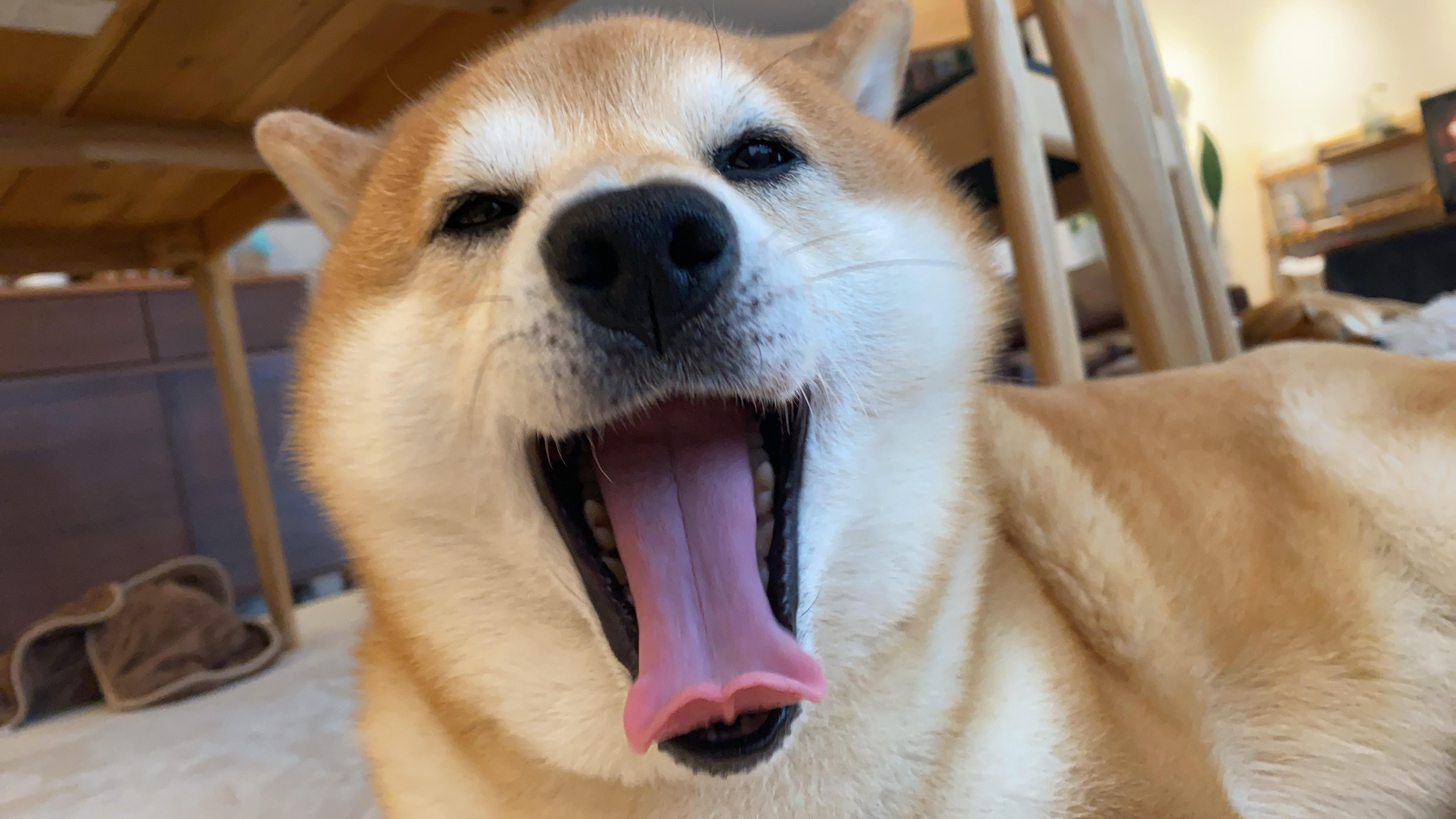 犬と人の肌と心に、やさしい夏の休息を。