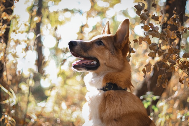 ＜小多福堂の勉強メモ＞犬の皮膚を守る常在菌ってなに？調べてみた記録