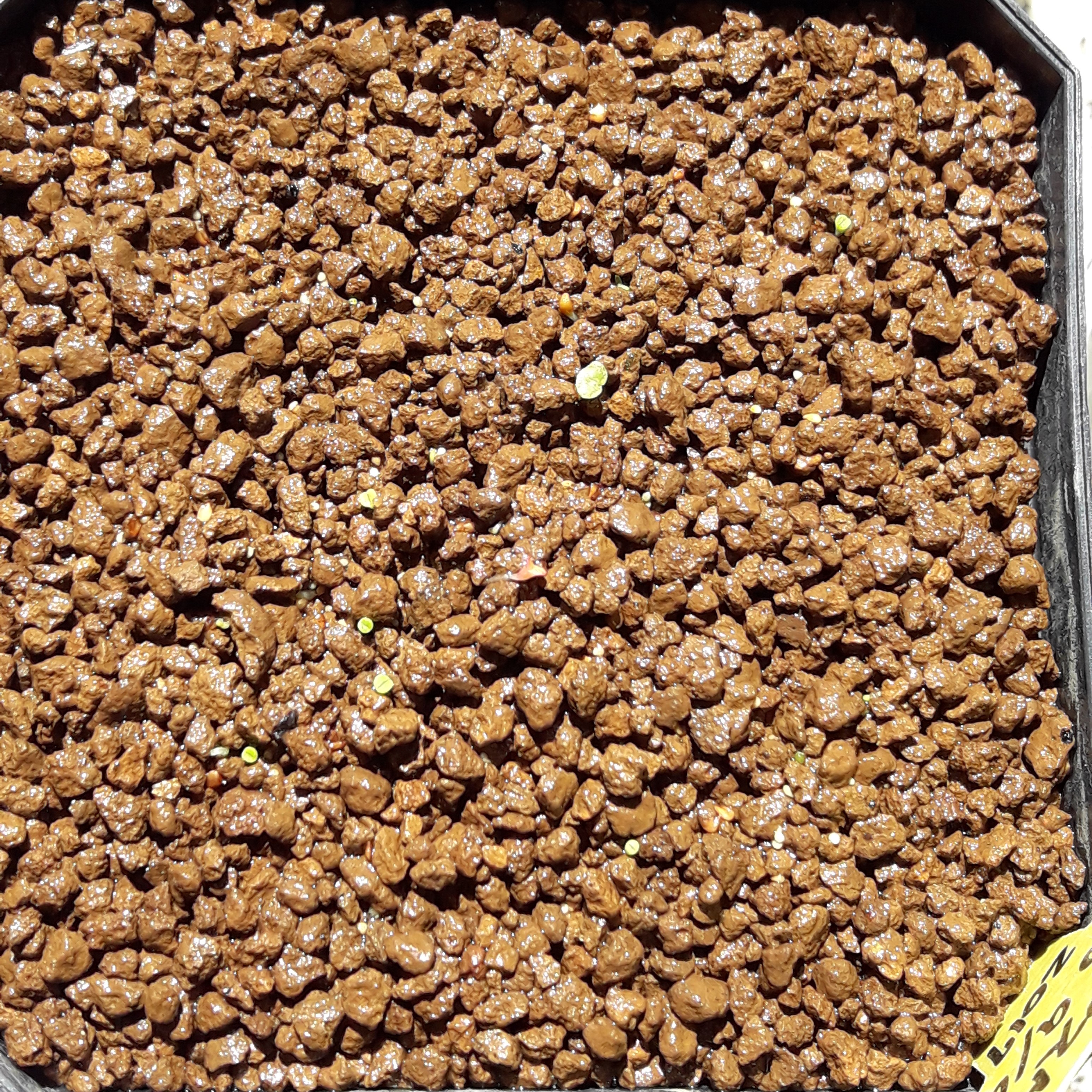 リトープス種子ミックス300粒の種まき