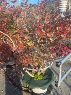 秋模様のブルーベリー園