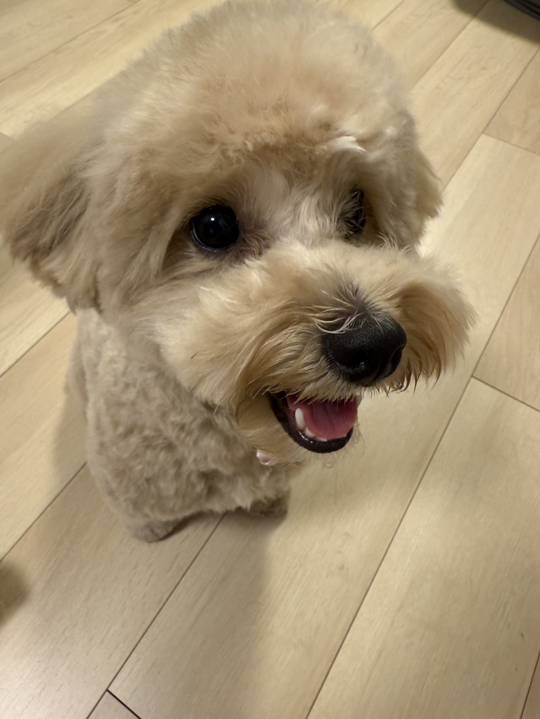 犬のおやつの選び方完全ガイド!暑い夏を乗り切る「身体を整えるおやつ」の秘密