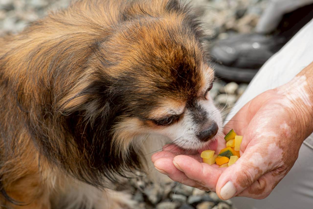 【国産】安心・安全な「犬の無添加おやつ」の選び方!愛犬の涙やけ・アレルギー対策におすすめの理由