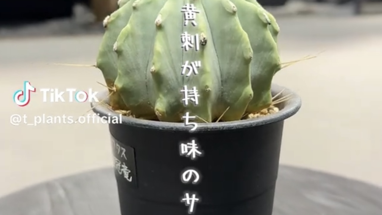 フェロカクタス・刺無王冠竜
