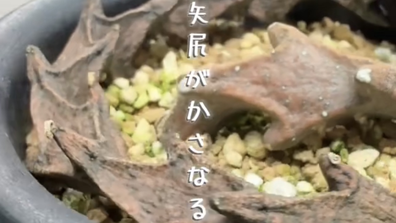 セロペギア・ボッセリ