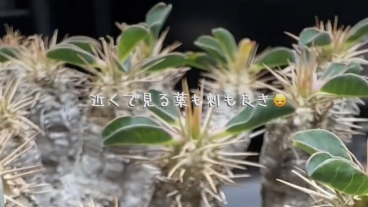 ユーフォルビア・ギラウミニアナ