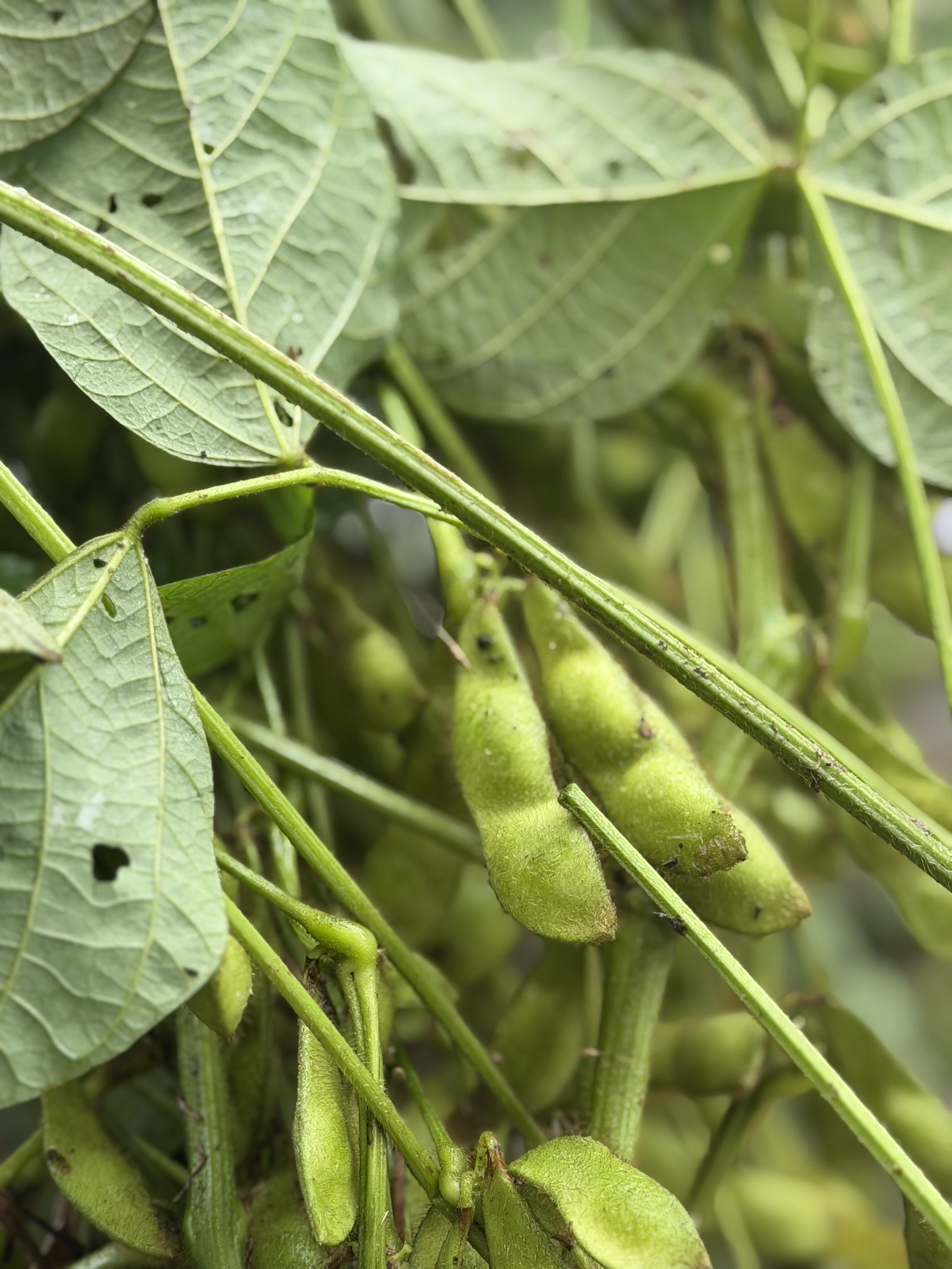 黒大豆枝豆 10月10日解禁!!