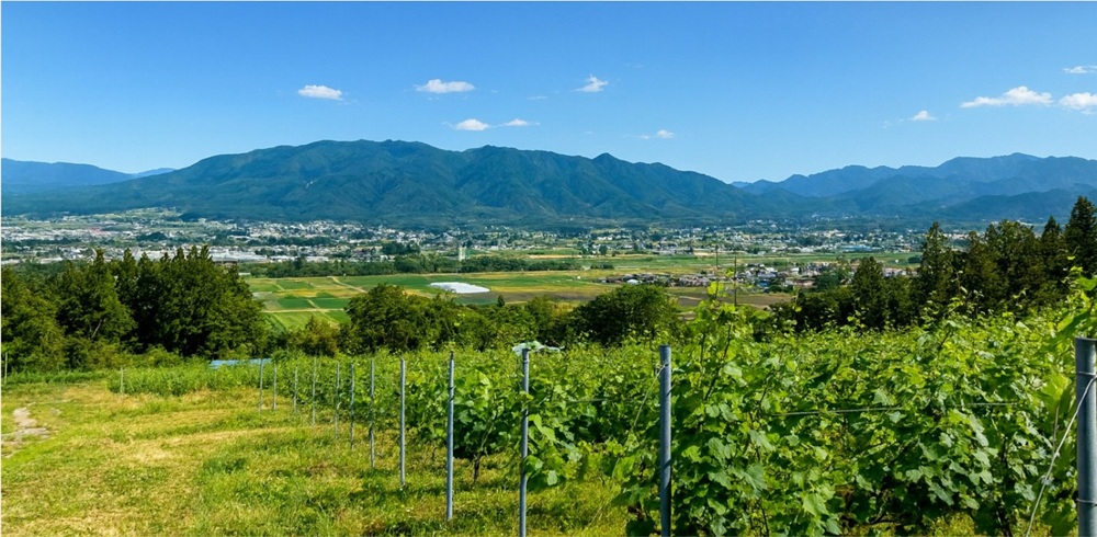 ASOBE SHOP ワインECオープンのご挨拶