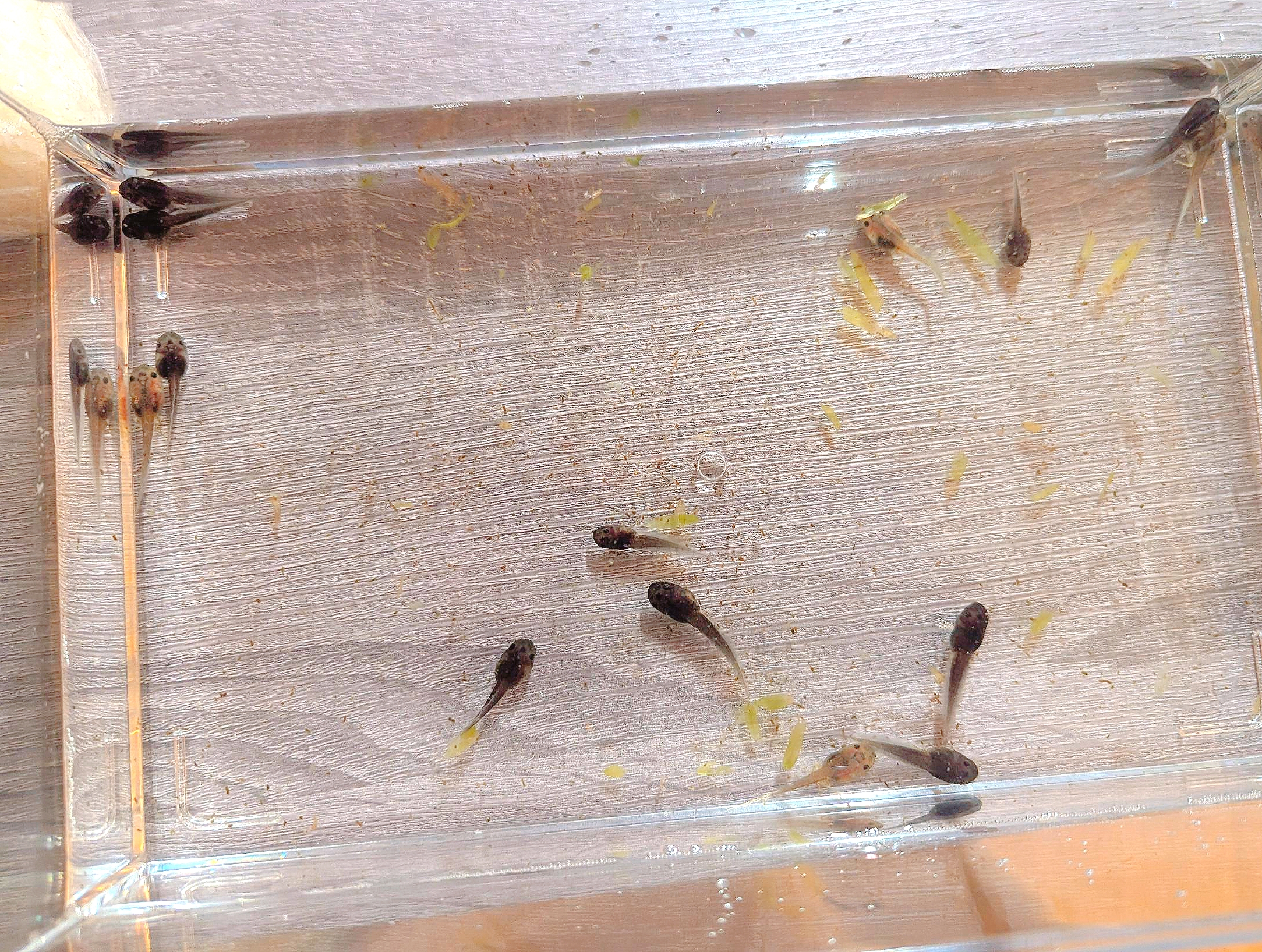 ミルキーフロッグのおたま🐸