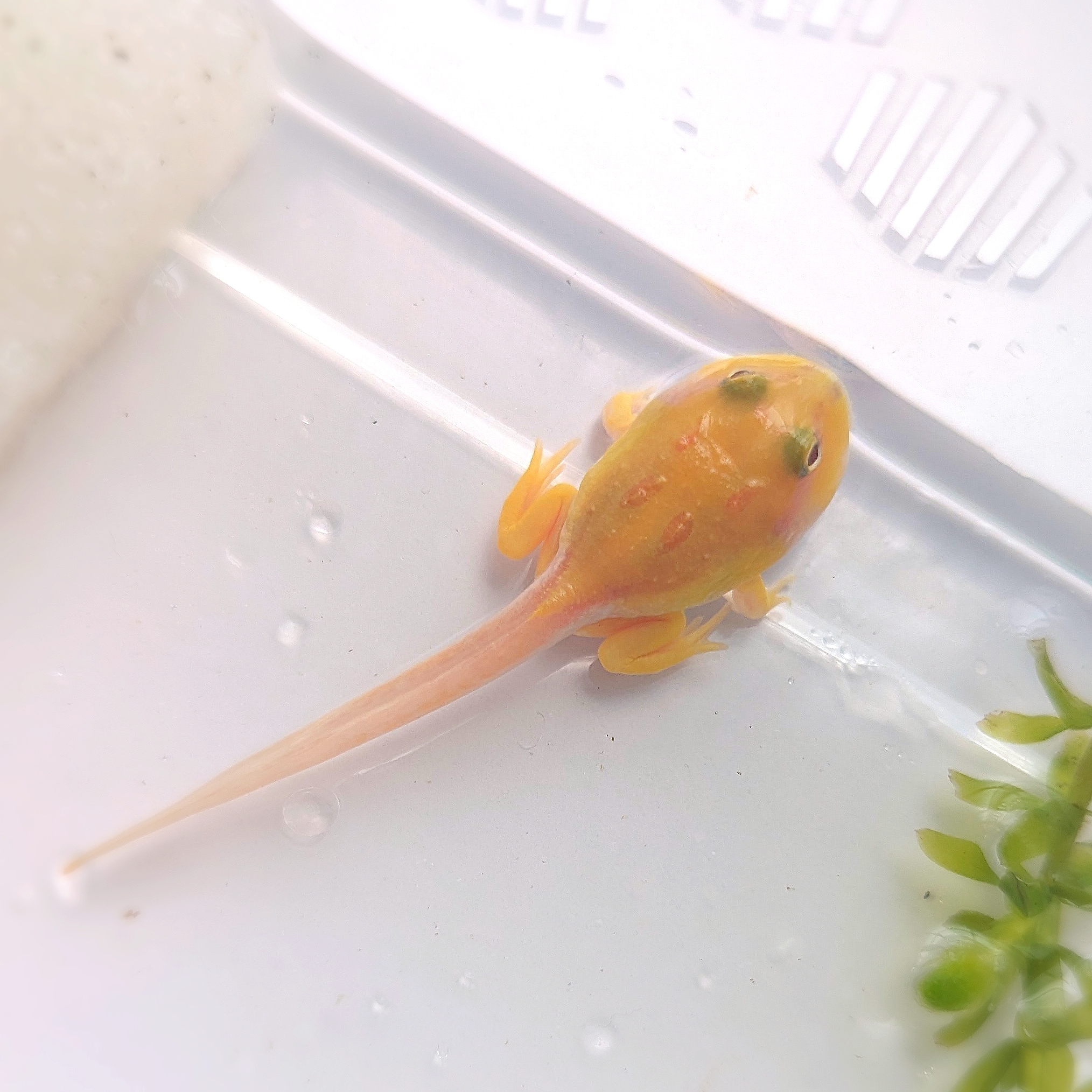 おたまﾁｬﾝにお手手が生えました♡