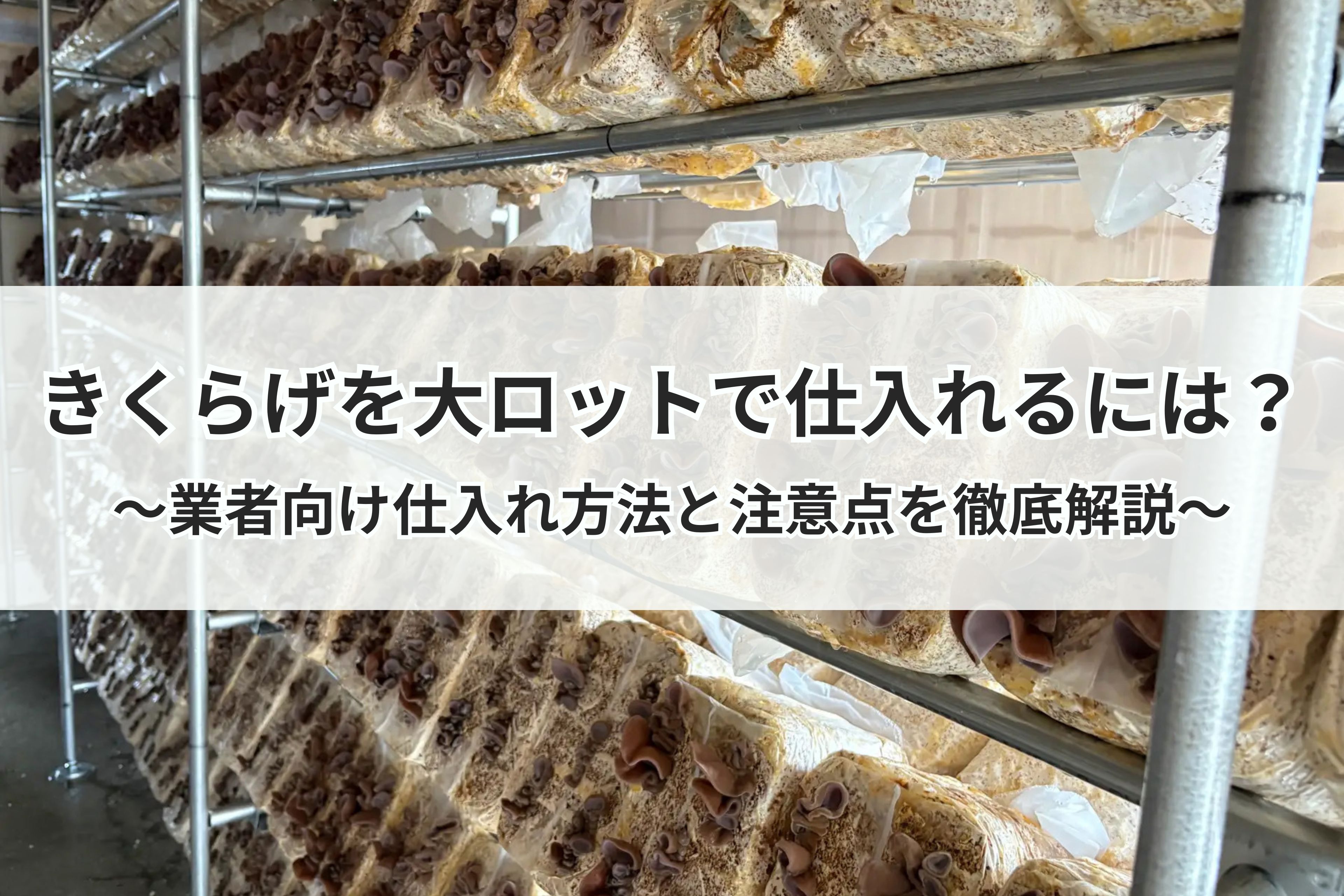 きくらげを大ロットで仕入れるには？業者向け仕入れ方法と注意点を徹底解説
