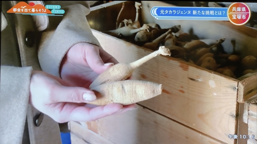 ダリアジェンヌの赤ちゃんたち