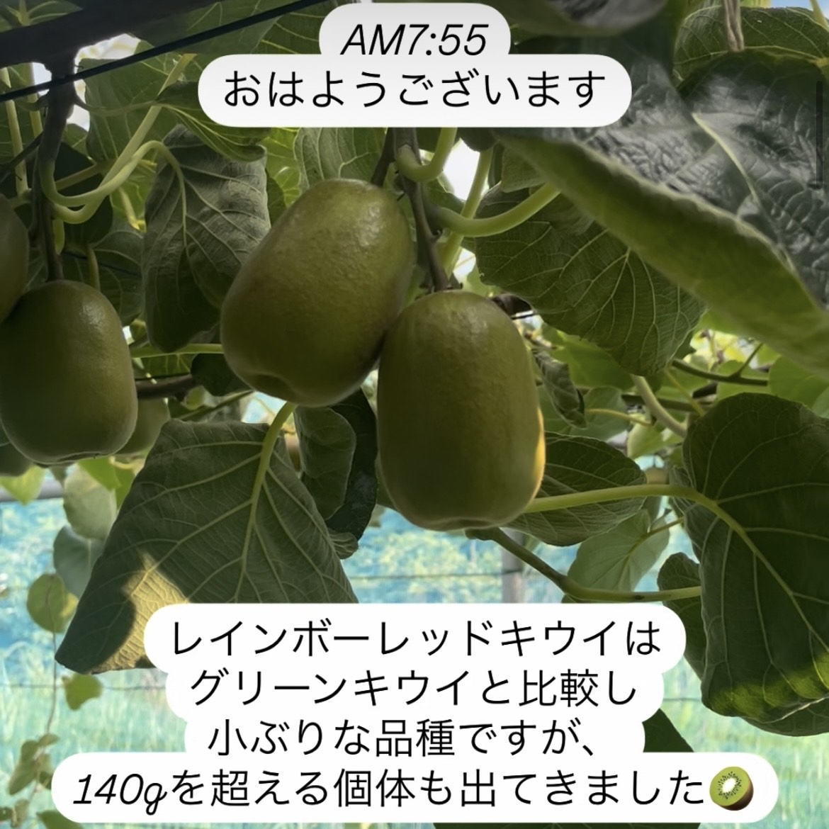 ぽぽ農園の「レインボーレッドキウイ」栽培レポート９｜順調に成長しています！140g超も発見👀！