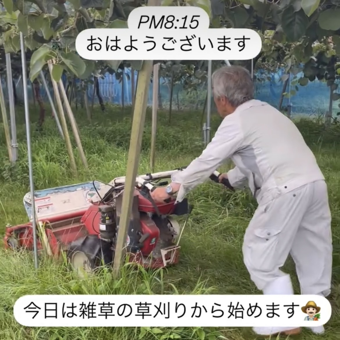 ぽぽ農園の「レインボーレッドキウイ」栽培レポート２｜朝から草刈りの日