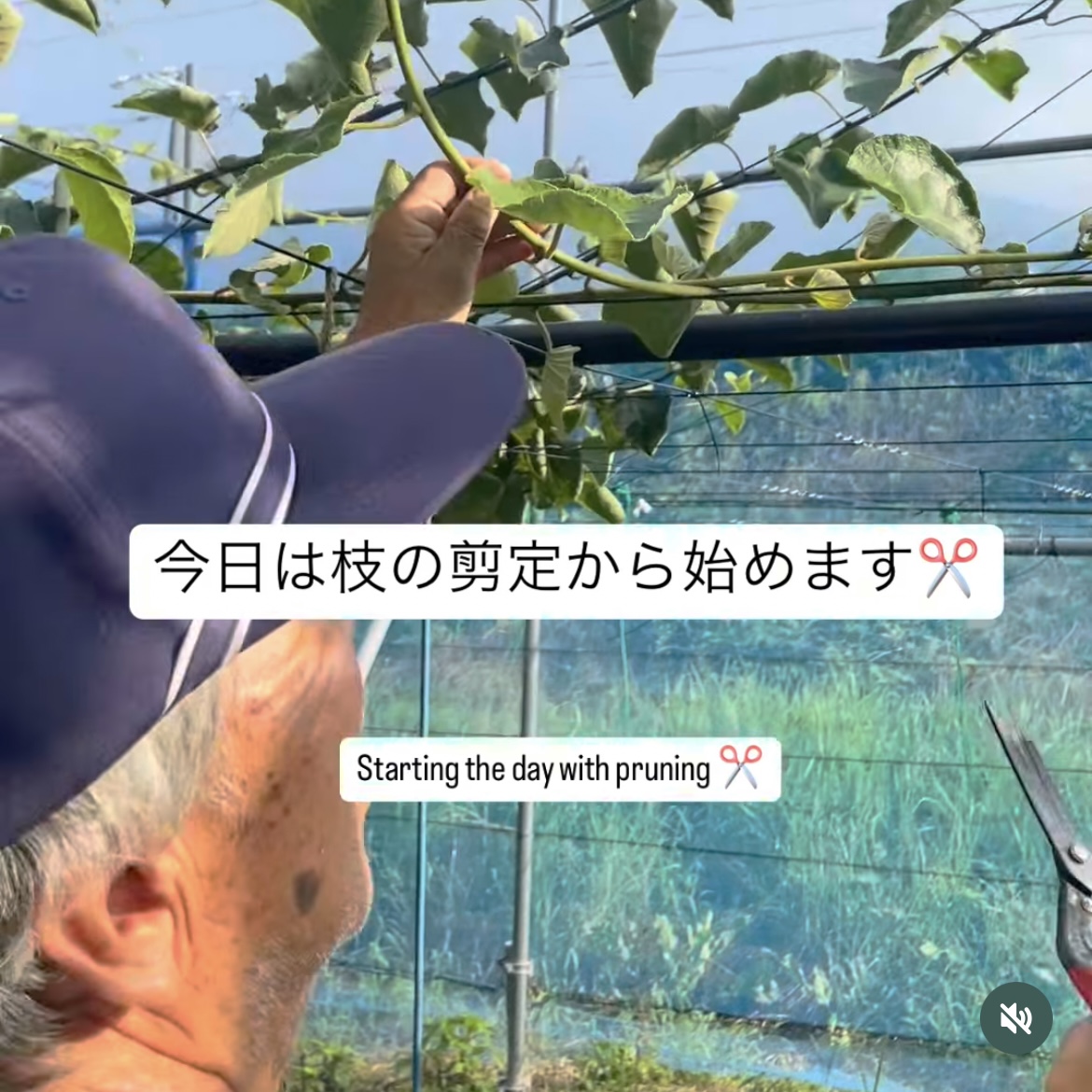 ぽぽ農園の「レインボーレッドキウイ」栽培レポート３｜新枝の剪定日和
