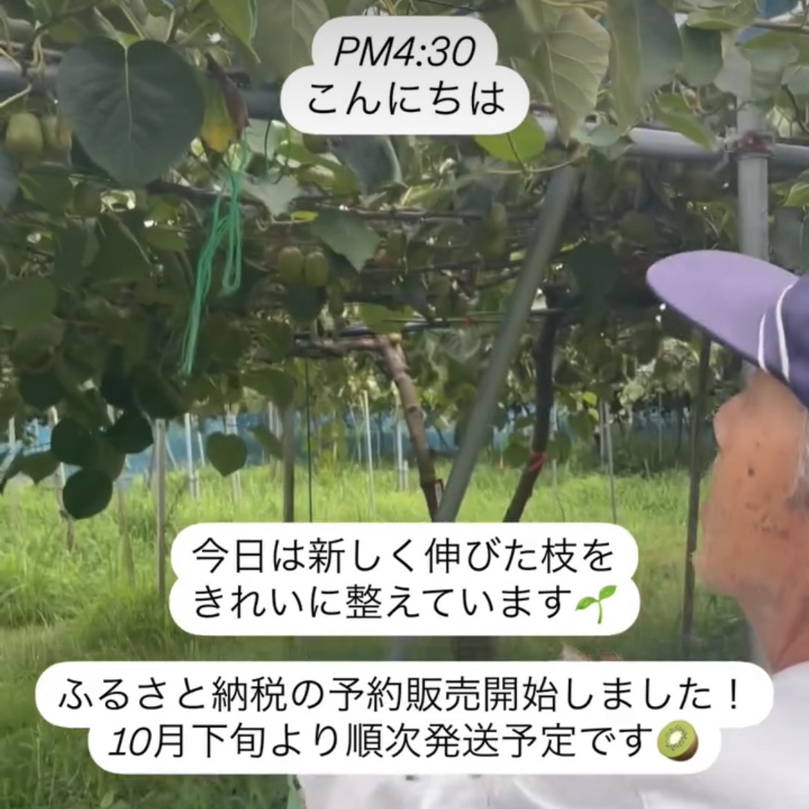 ぽぽ農園の「レインボーレッドキウイ」栽培レポート１１｜新枝の調整と今期の生育状況