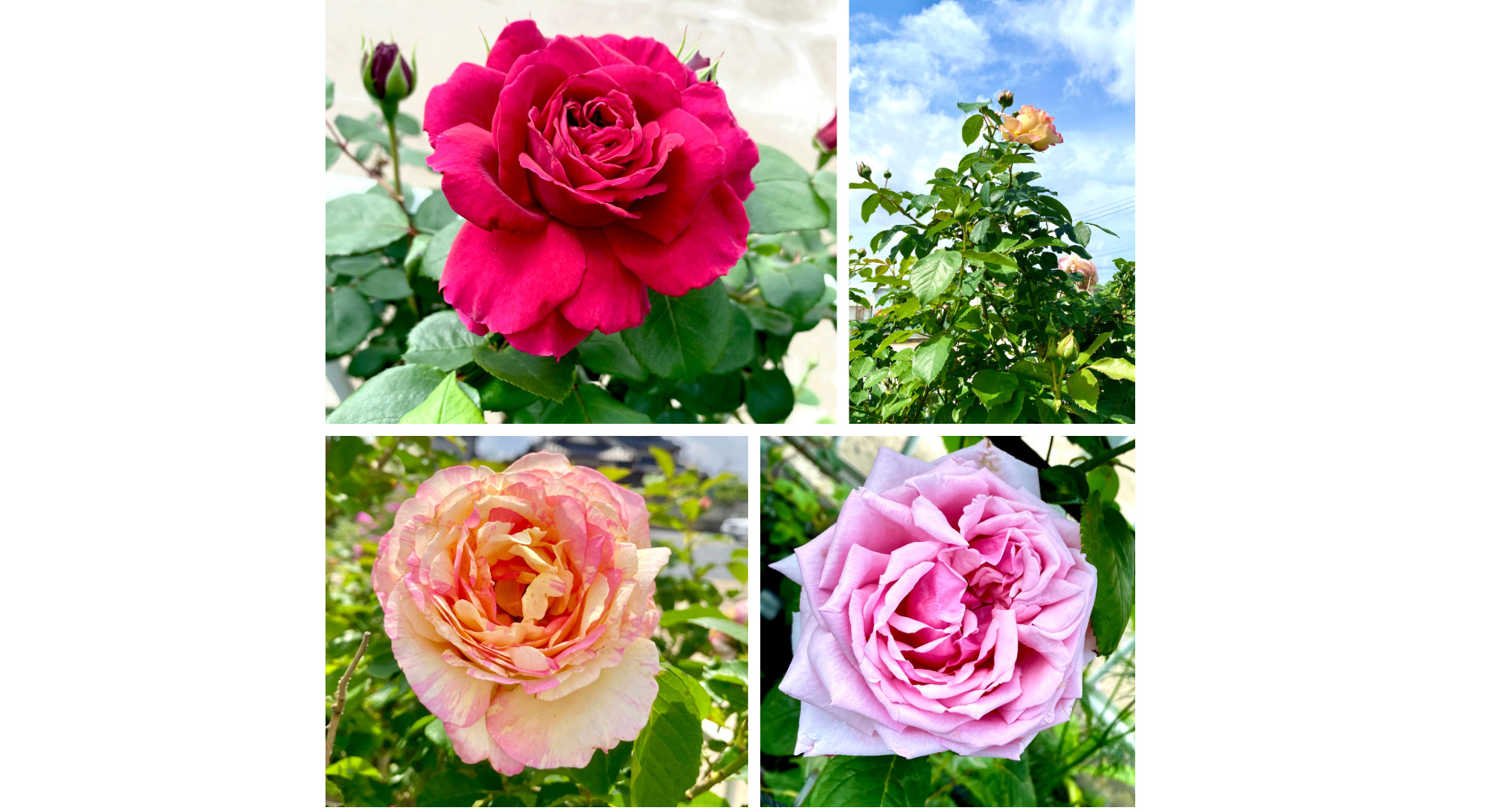 2025年５月２１日に撮影した薔薇です