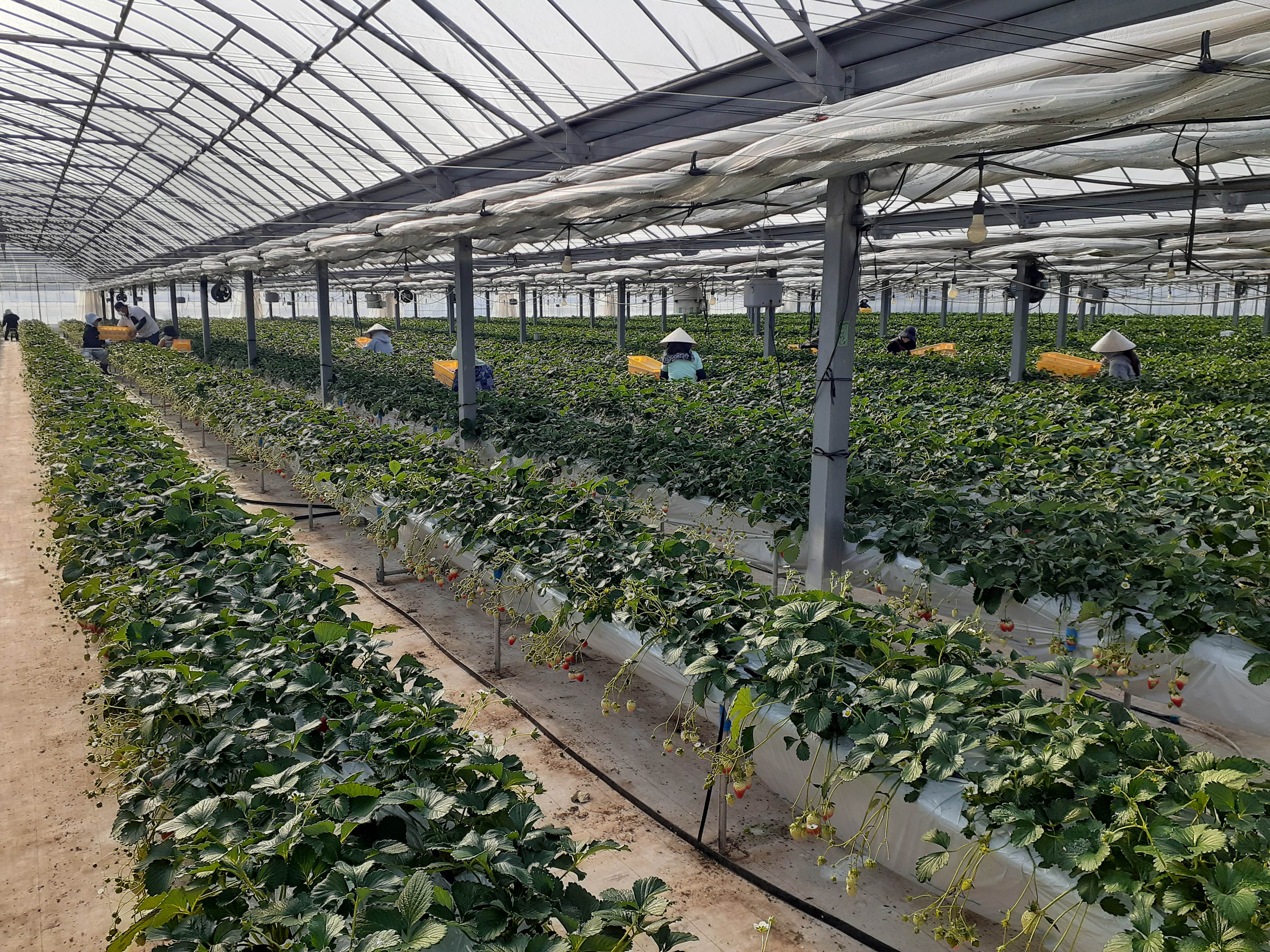 1月～2月は苺がとても美味しい時期です！