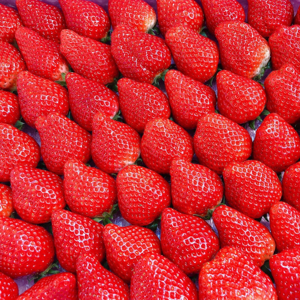 壬生町のふるさと納税で「甘熟いちご」好評受付中！