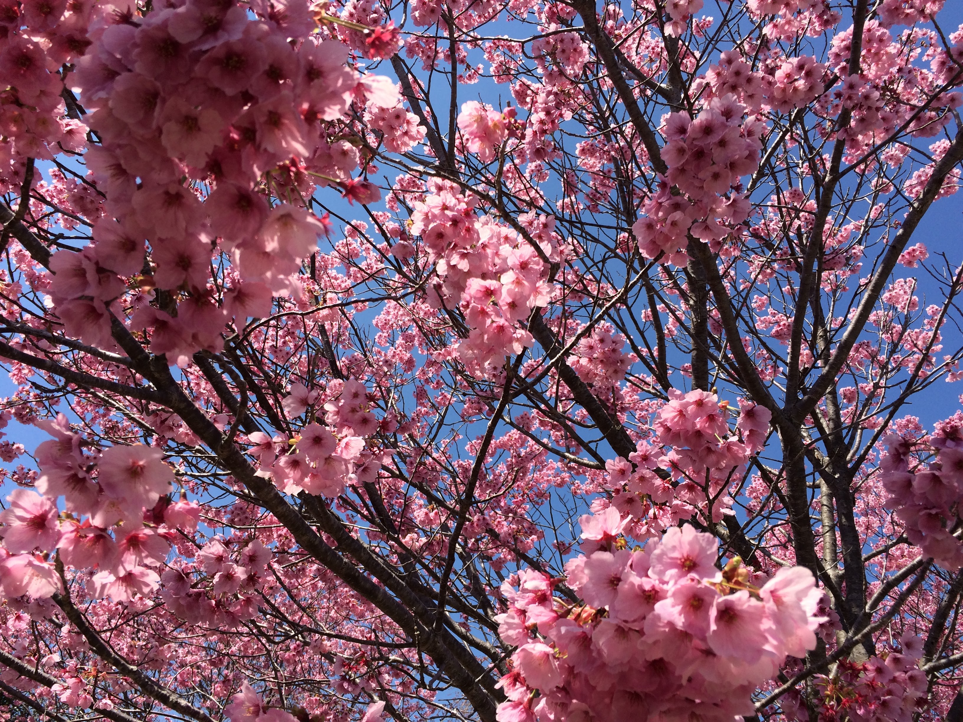 横山の陽光桜