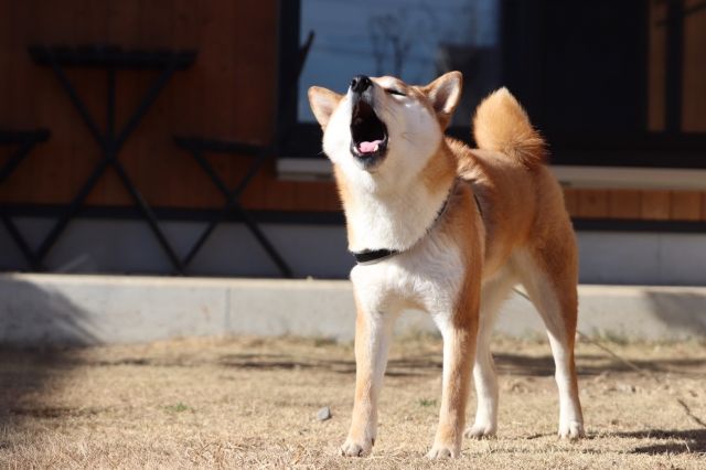 🔇 なぜ犬小屋に入ると、鳴き声が静かになるのか？