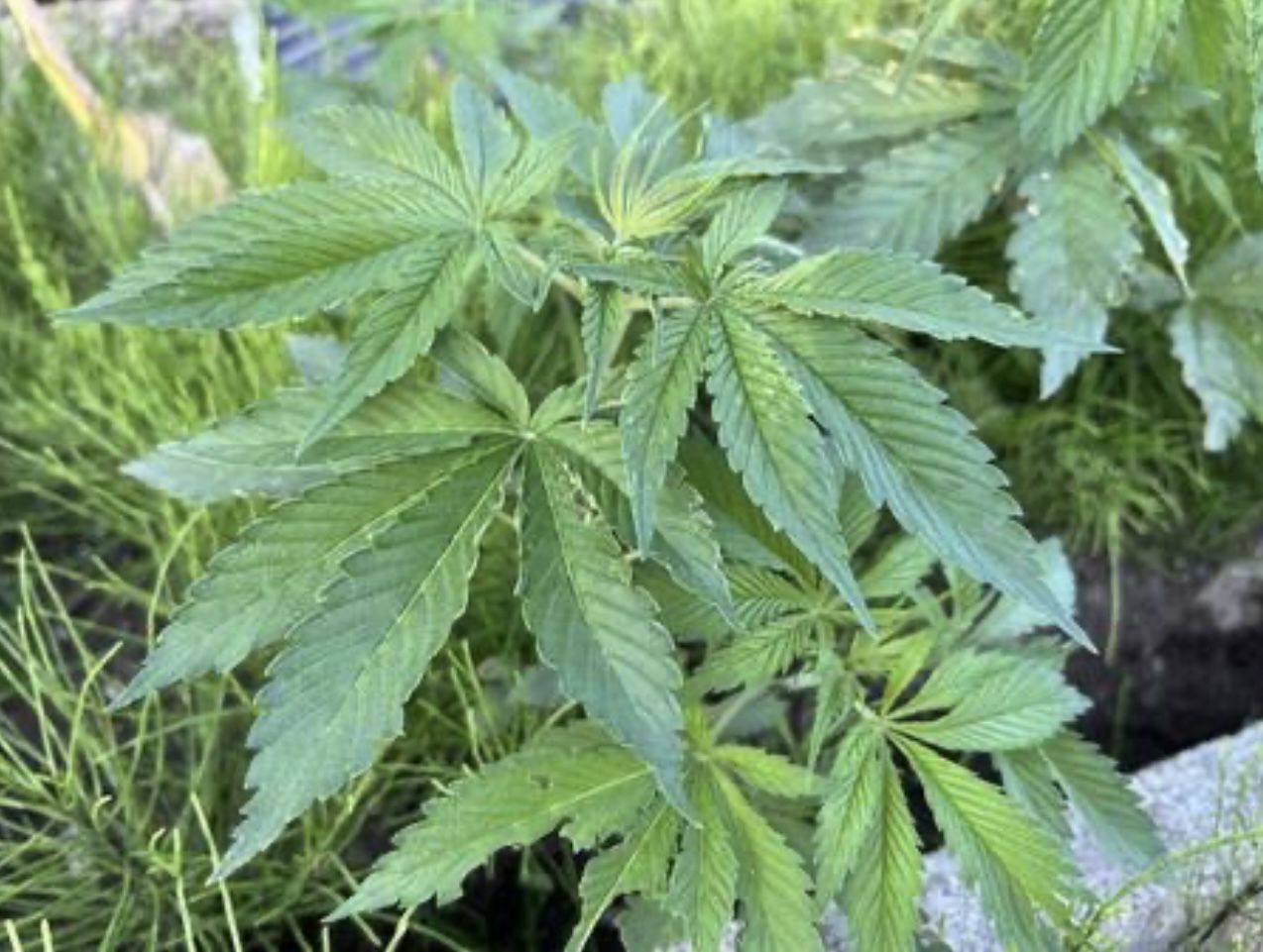 一度使ったら手放せないヘンプ麻の魅力