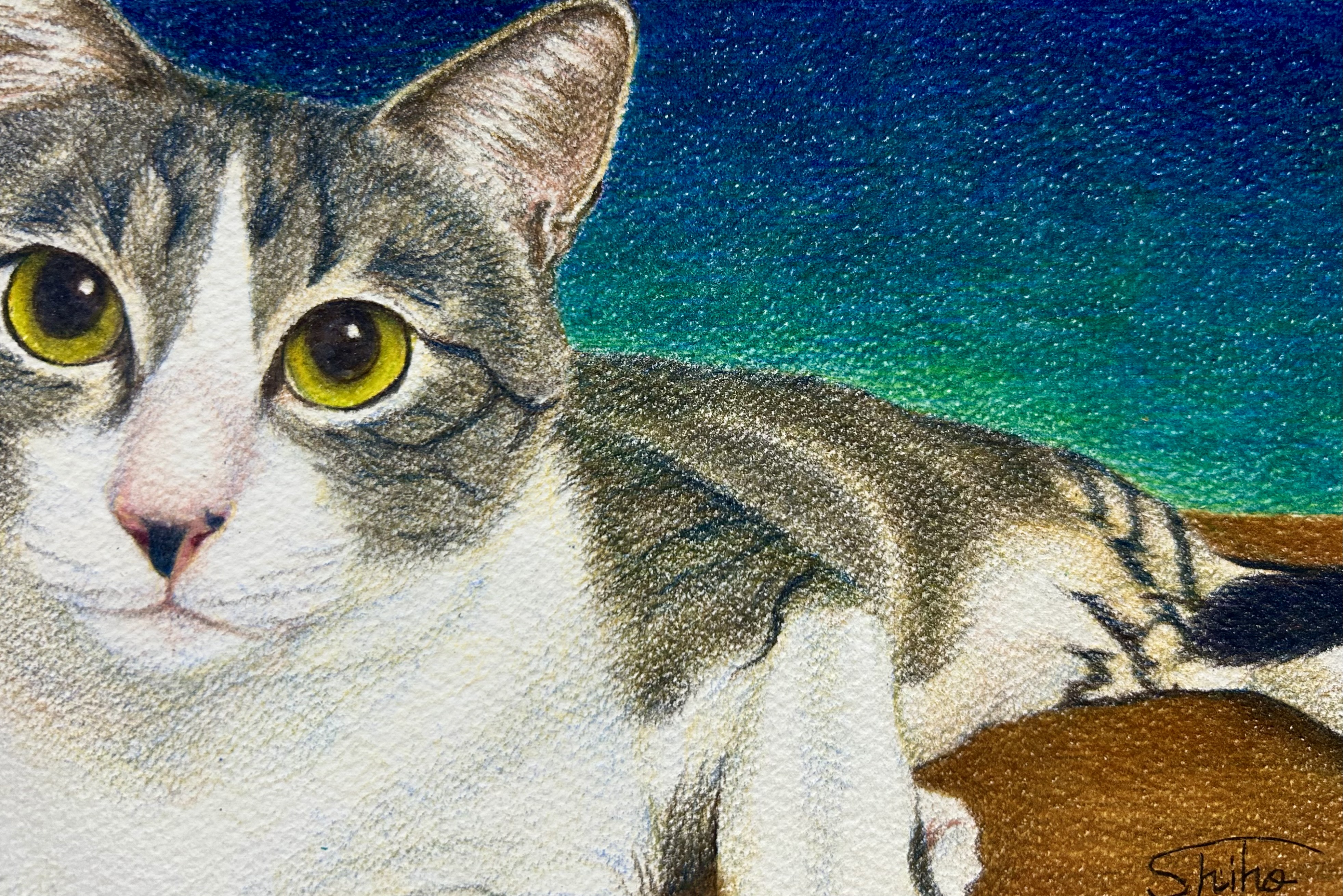 ご縁でつながる猫ちゃん|vol.11