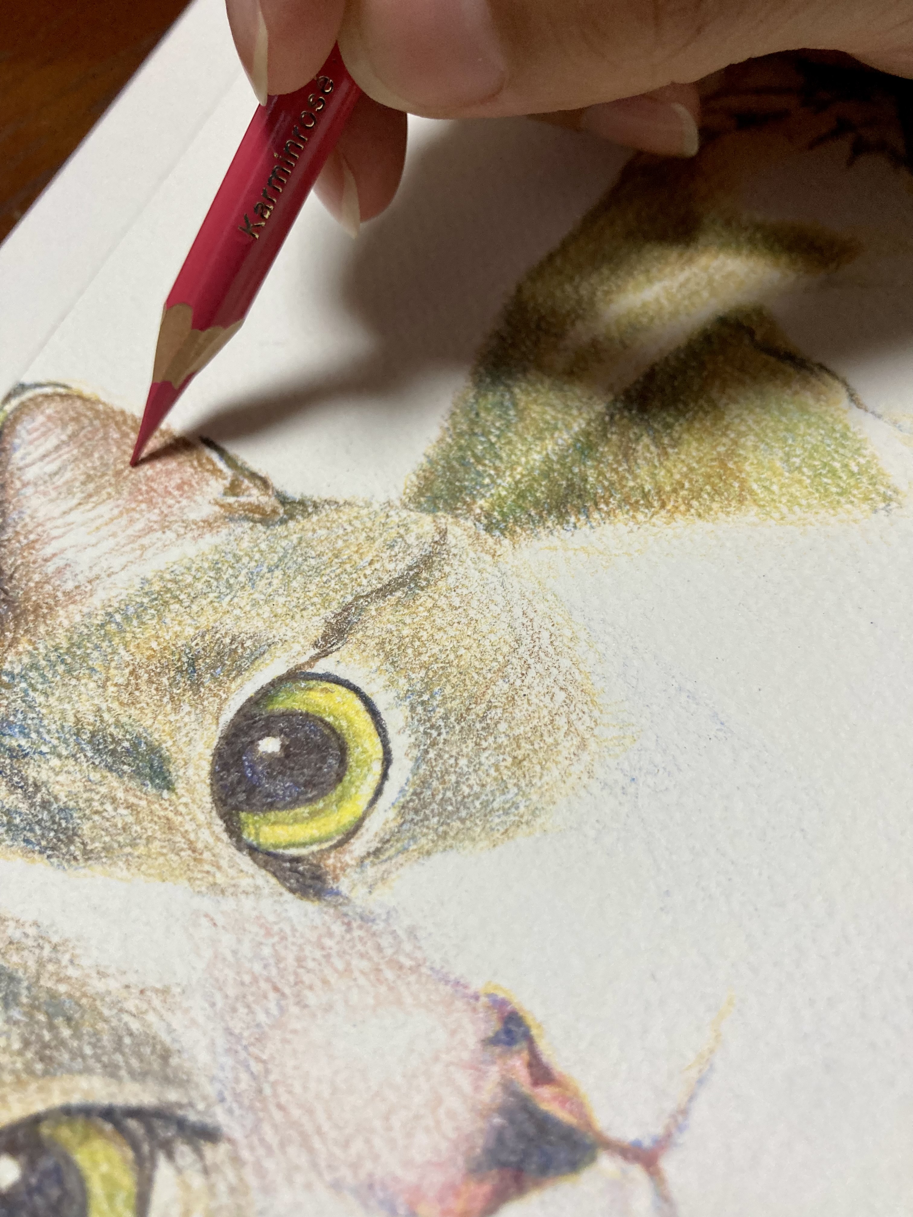 同時進行で描いている猫ちゃんの色鉛筆画｜vol.3
