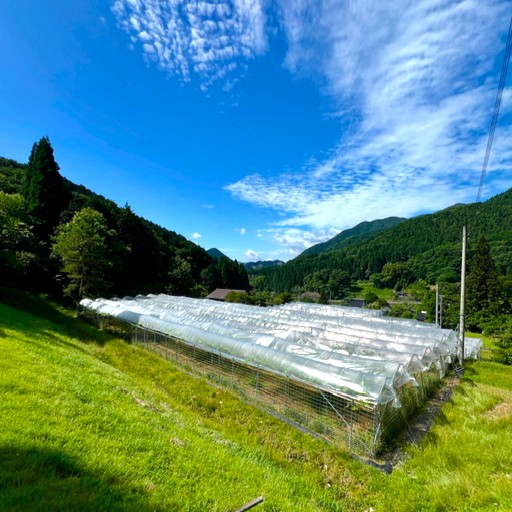 【予約受付開始】森の農場から、旬のぶどうをお届けします