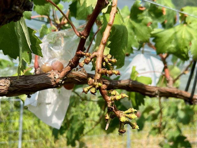 夏の畑は休む暇なし!