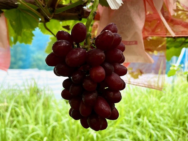 ぶどうの成熟状況と出荷予定のお知らせ