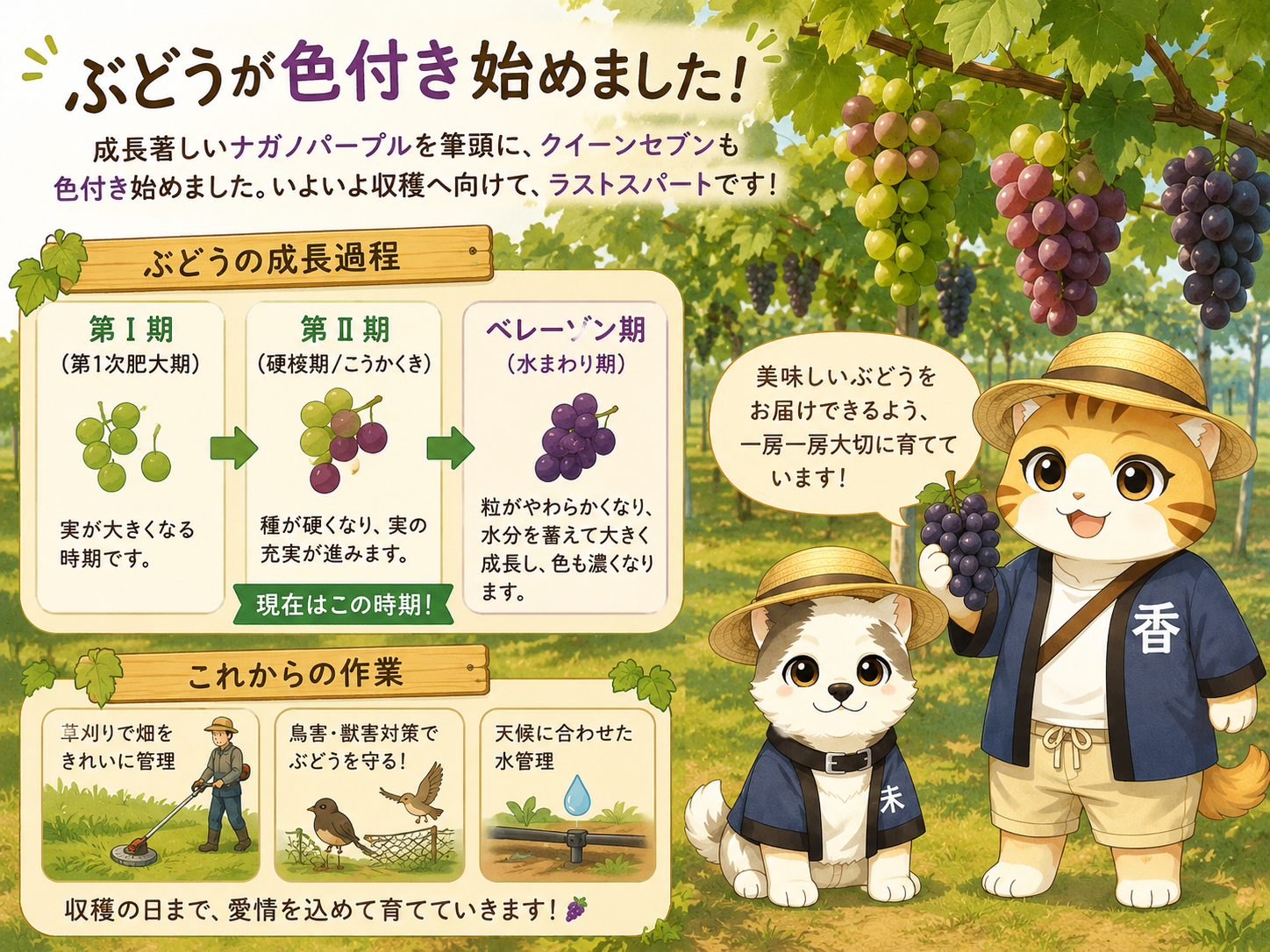 ぶどうが色付き始めました!いよいよ収穫へ向けてラストスパート