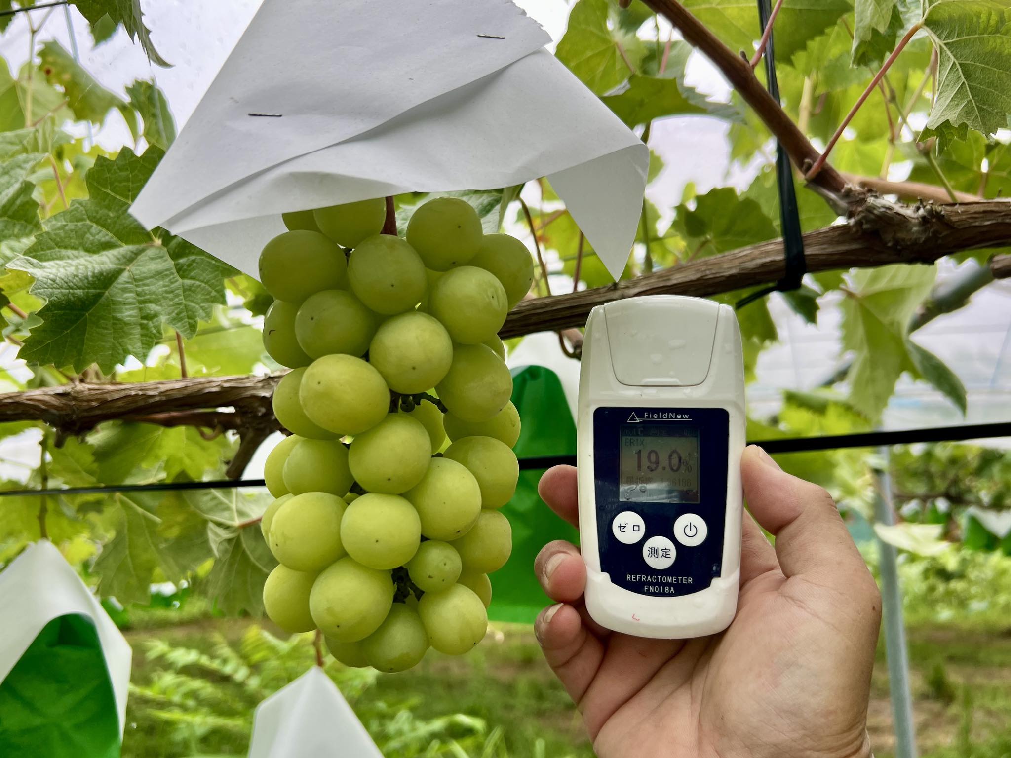 シャインマスカット、糖度19度に到達しました